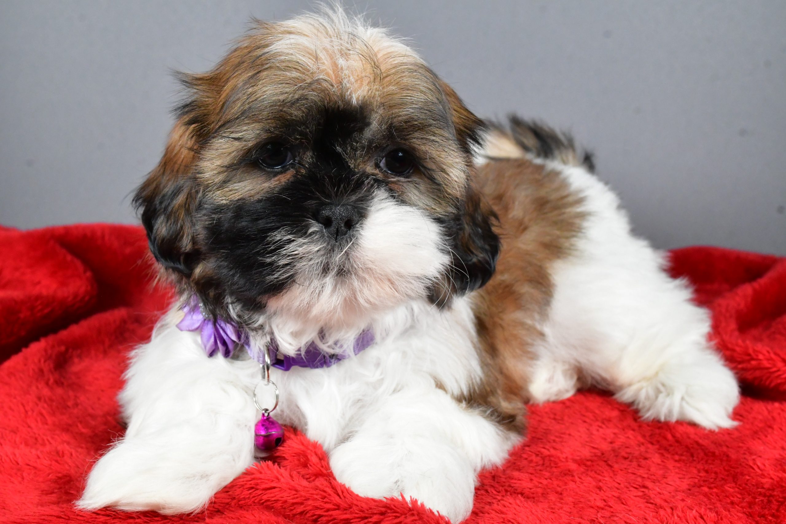 Miss River The Shihtzu - Image 6