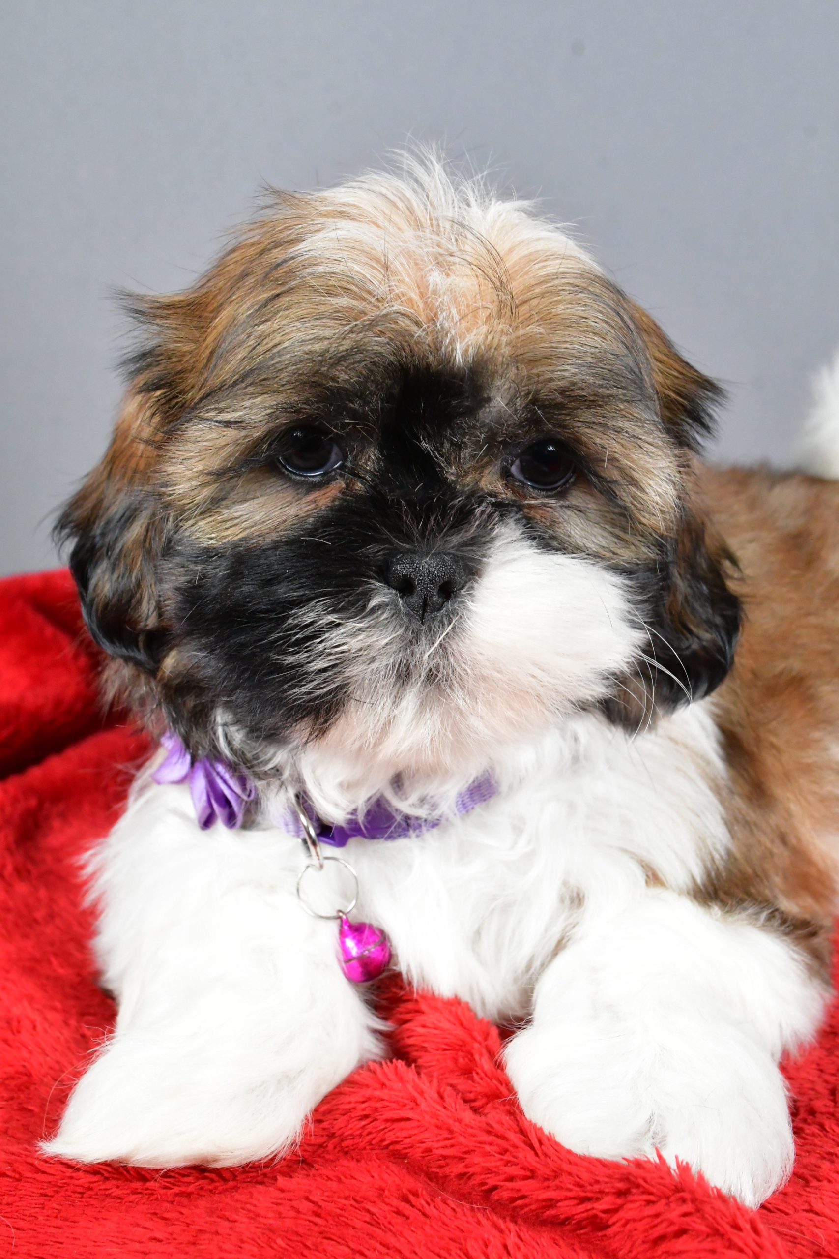 Miss River The Shihtzu - Image 3