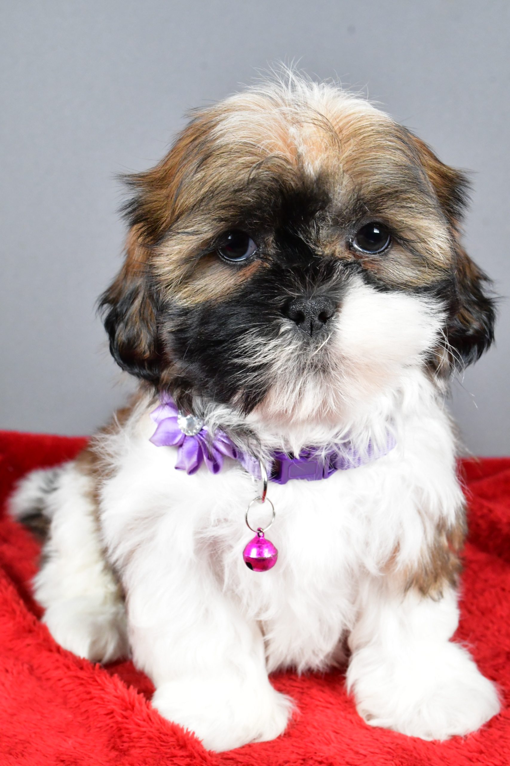Miss River The Shihtzu