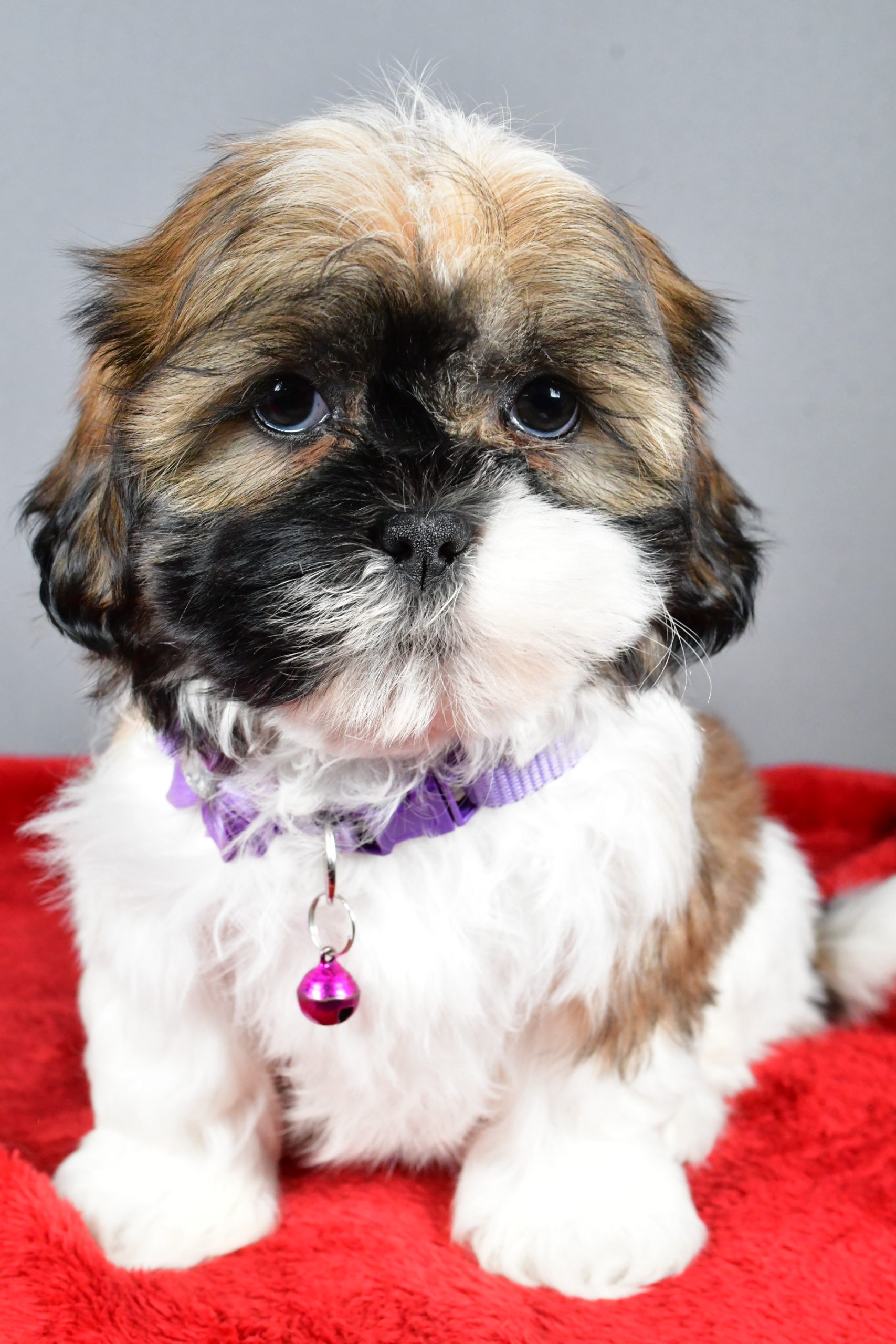 Miss River The Shihtzu - Image 2