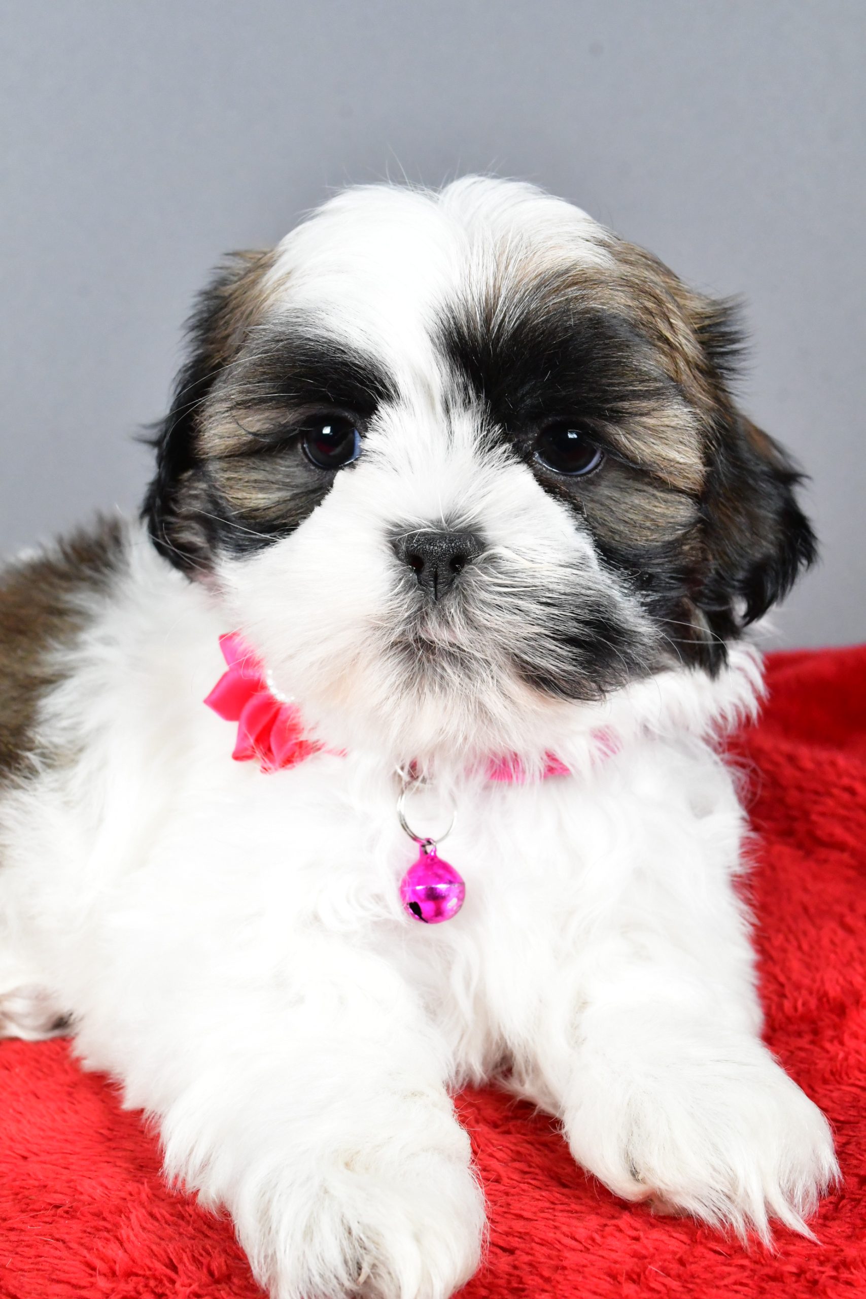Miss Ramona The Shihtzu - Image 5