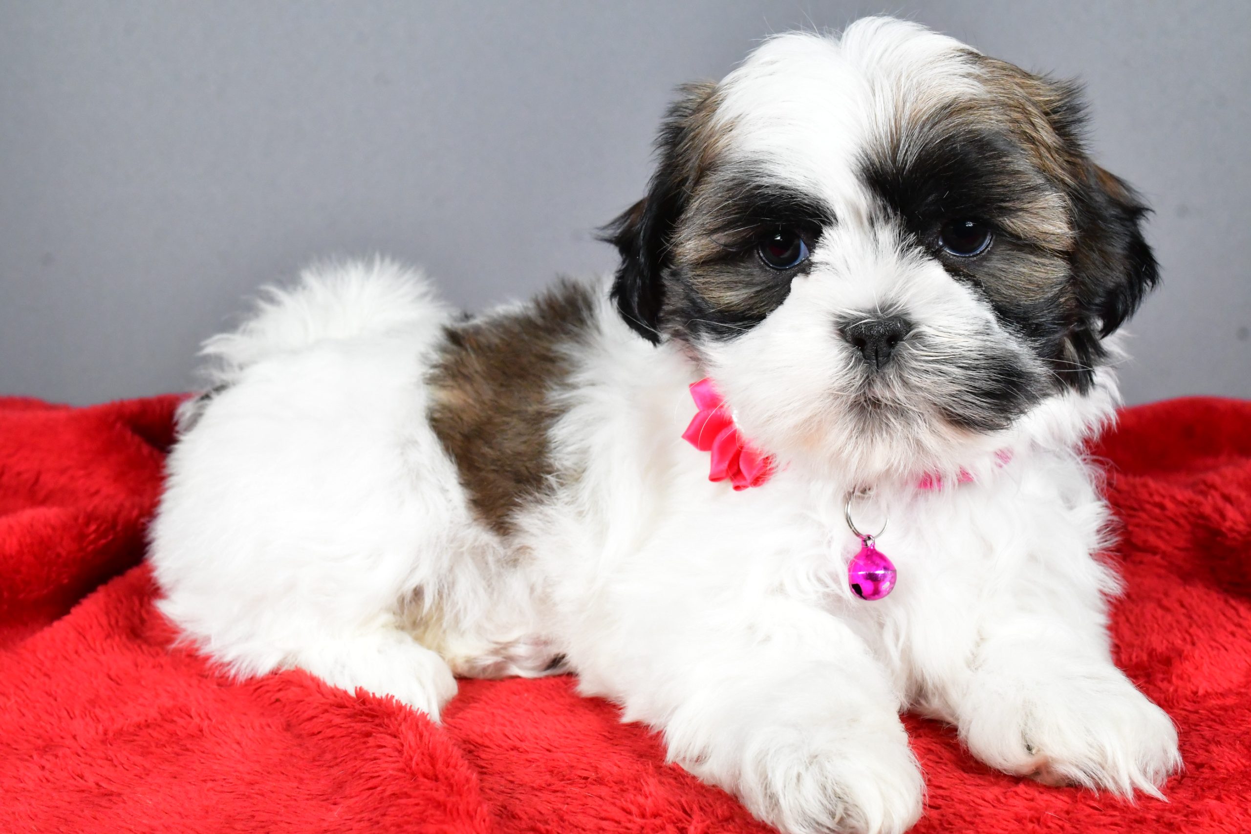 Miss Ramona The Shihtzu - Image 6