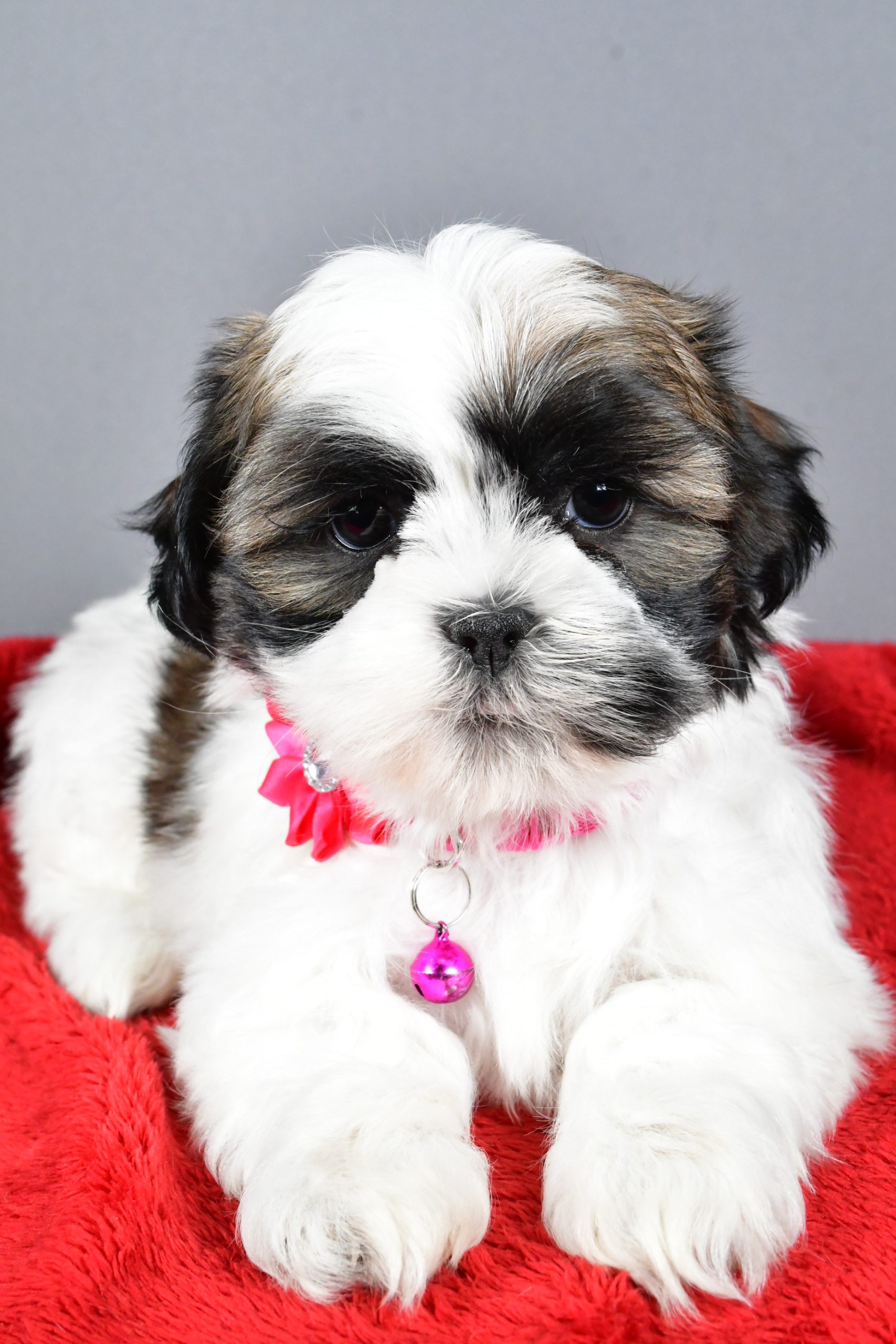 Miss Ramona The Shihtzu - Image 4