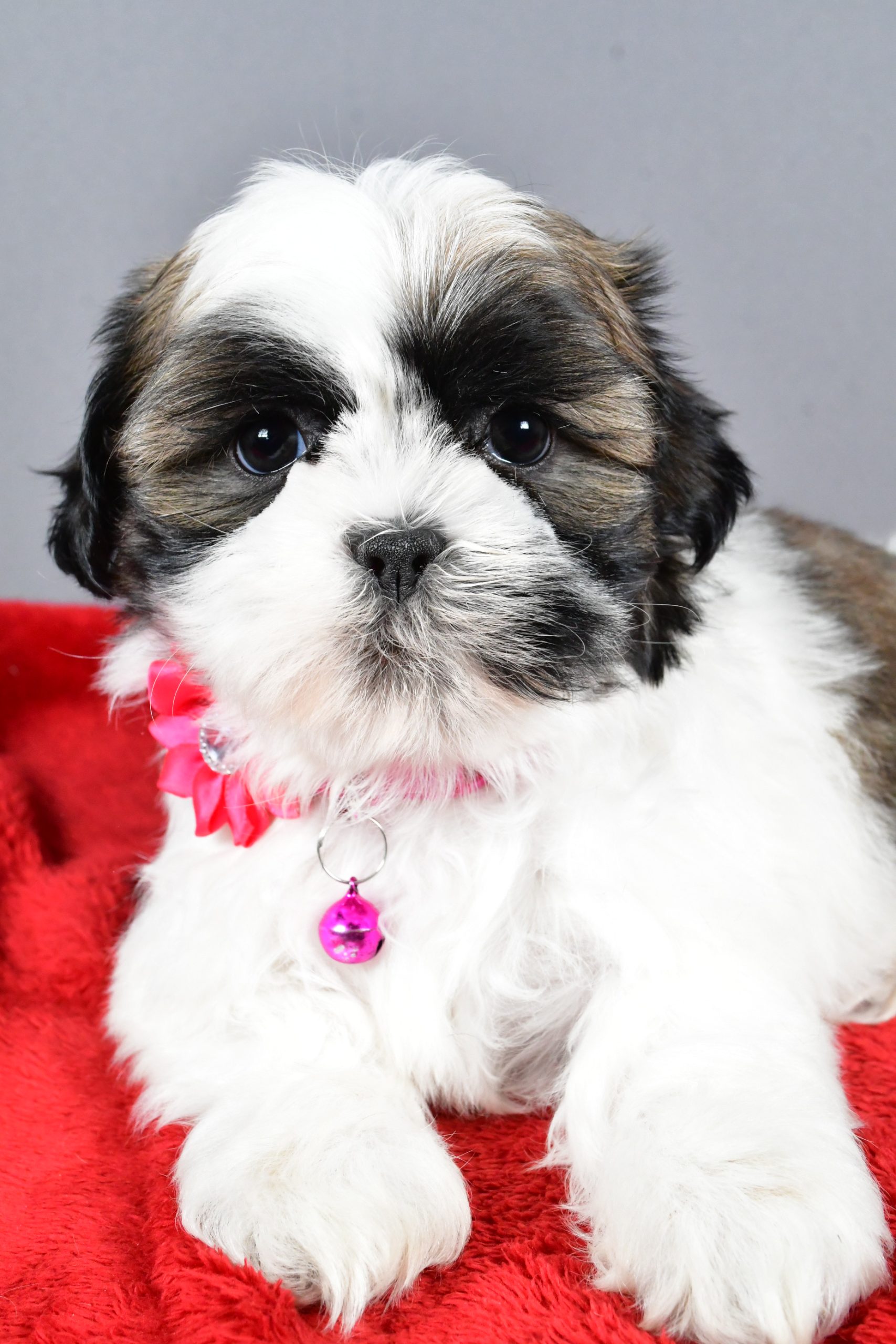 Miss Ramona The Shihtzu - Image 3