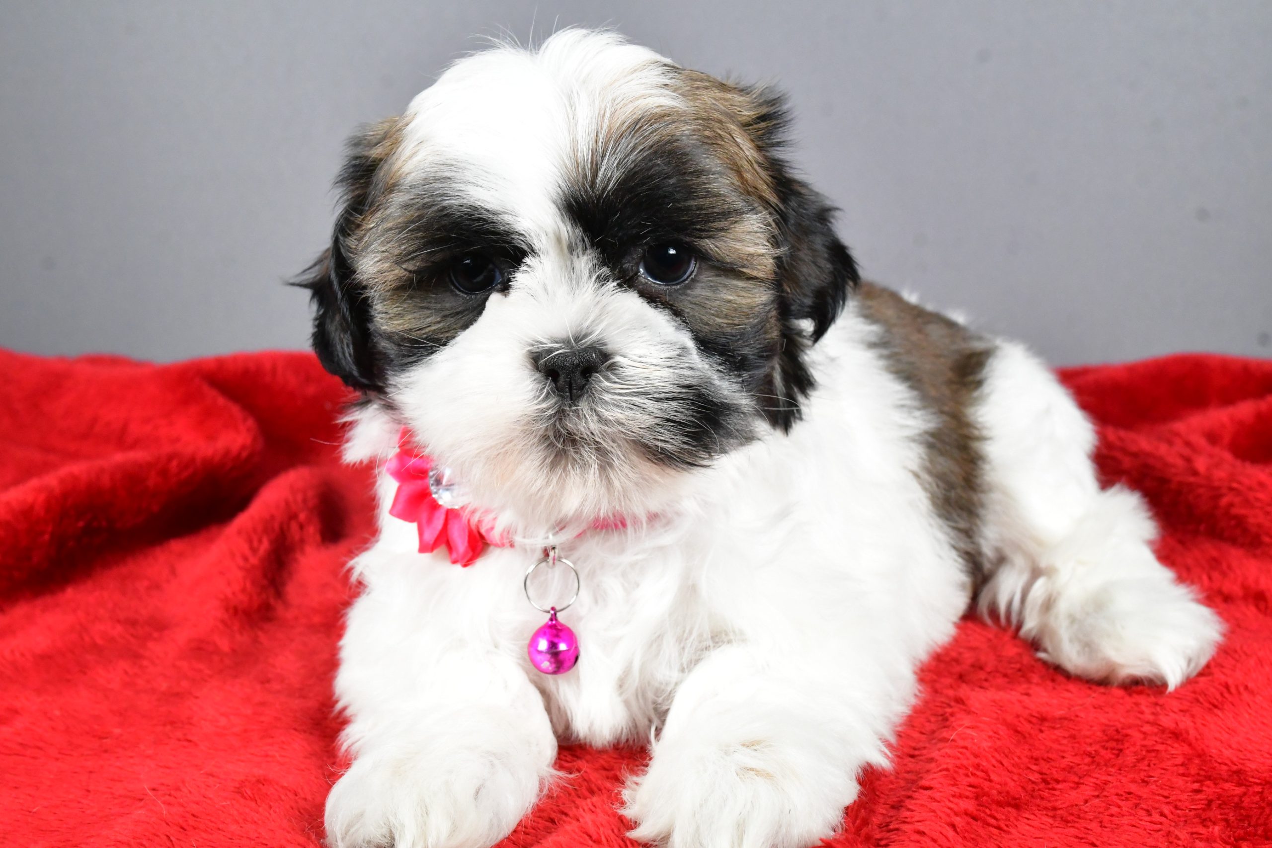 Miss Ramona The Shihtzu - Image 7