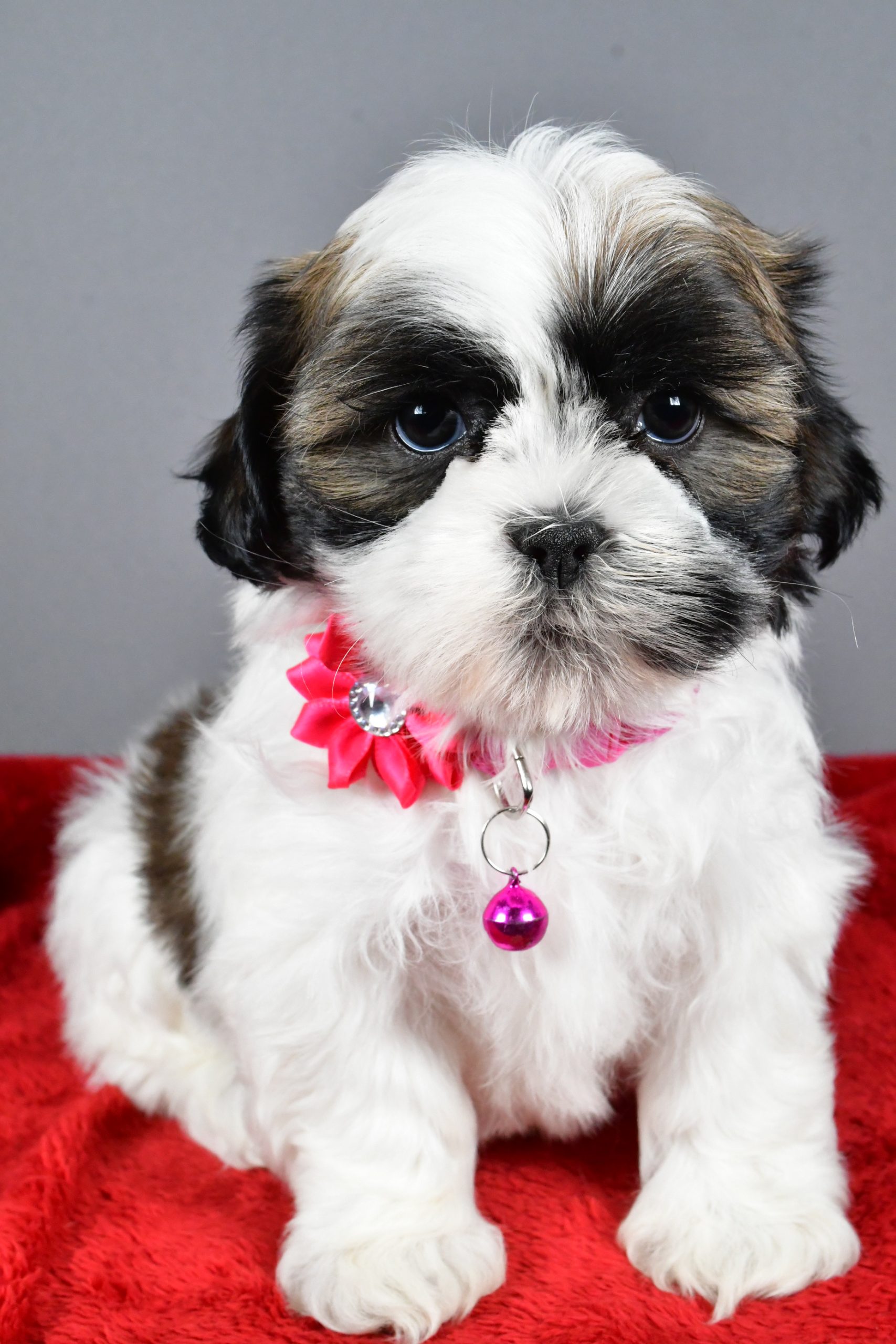 Miss Ramona The Shihtzu