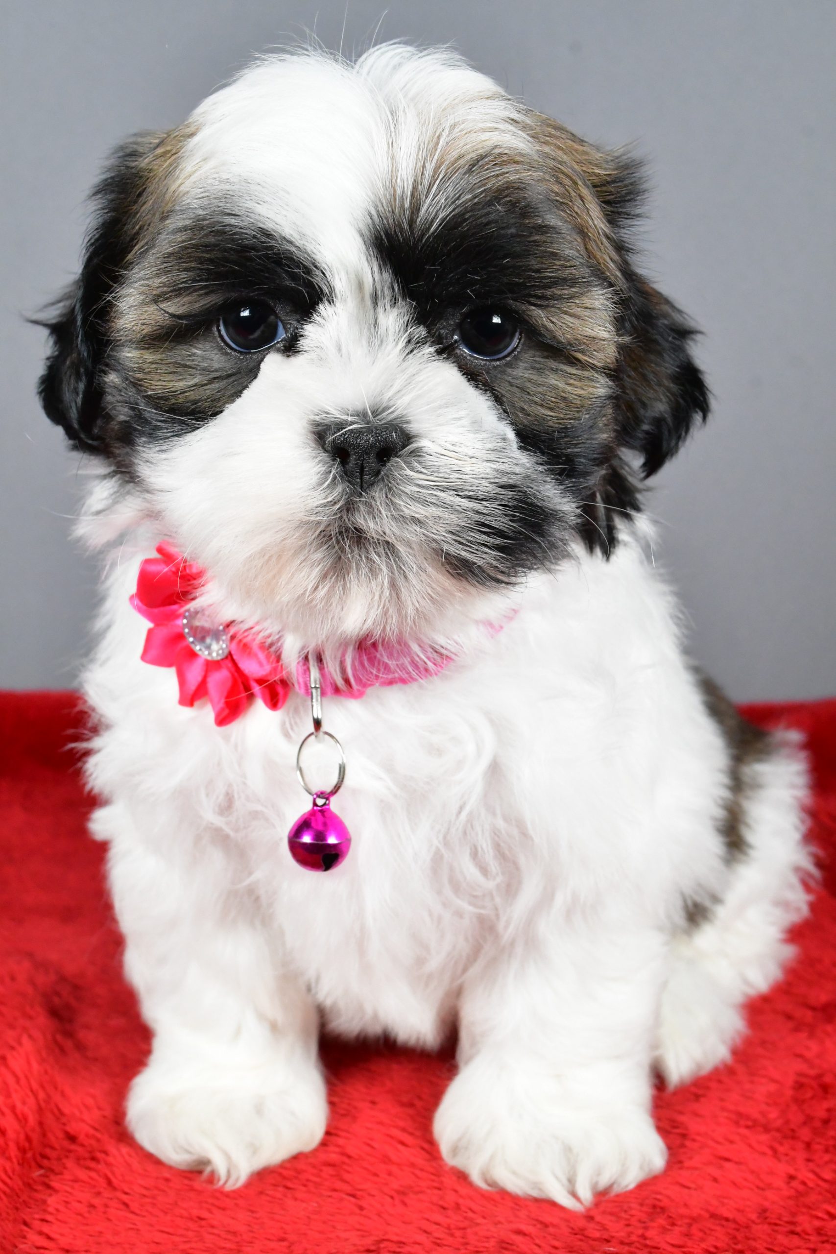 Miss Ramona The Shihtzu - Image 2