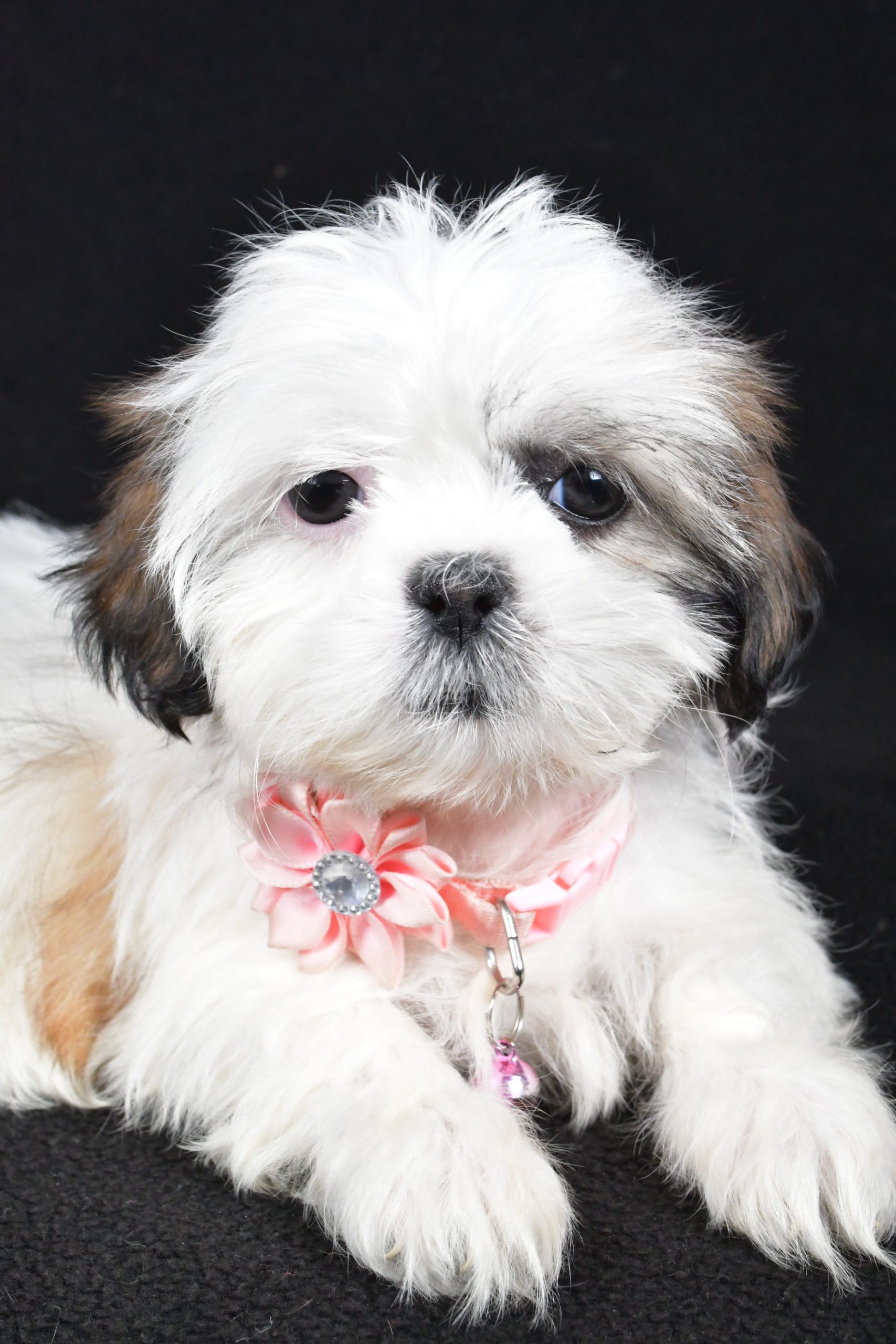 Miss Yvonne The Shih tzu - Image 3
