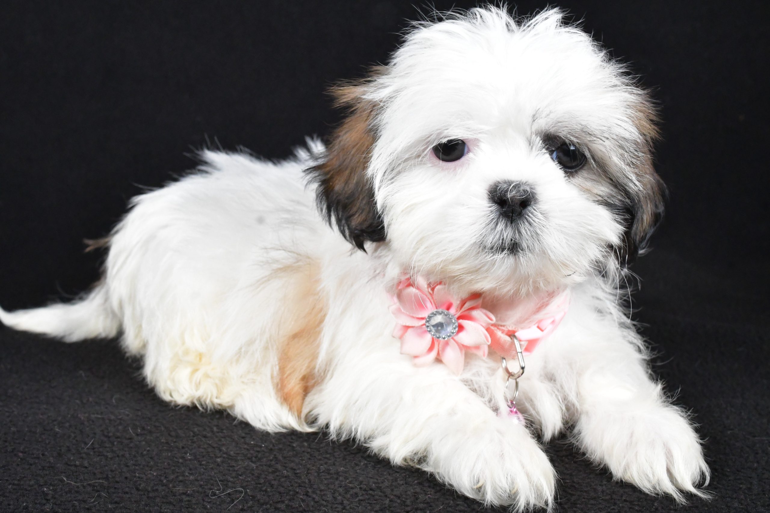 Miss Yvonne The Shih tzu - Image 5