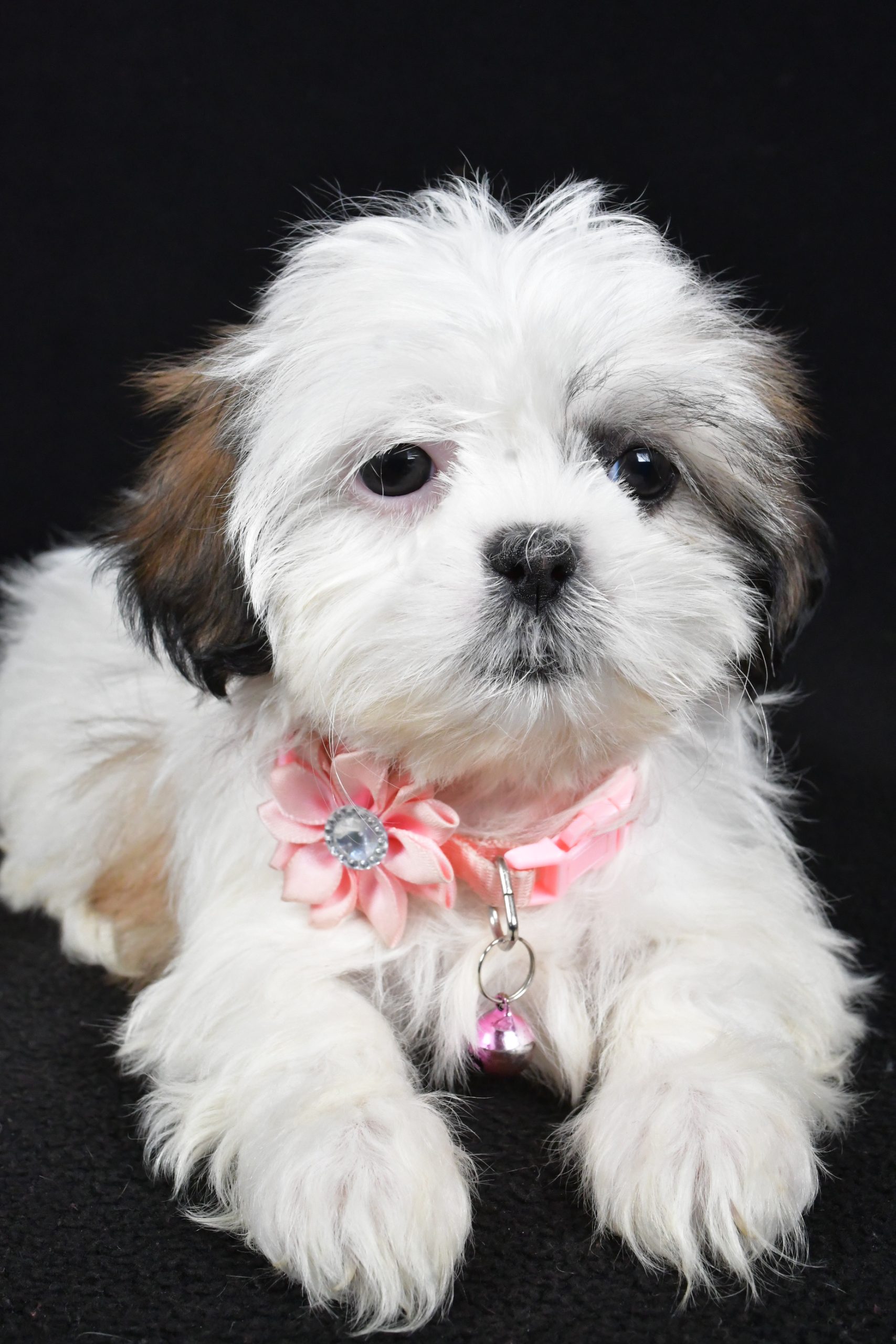 Miss Yvonne The Shih tzu - Image 4
