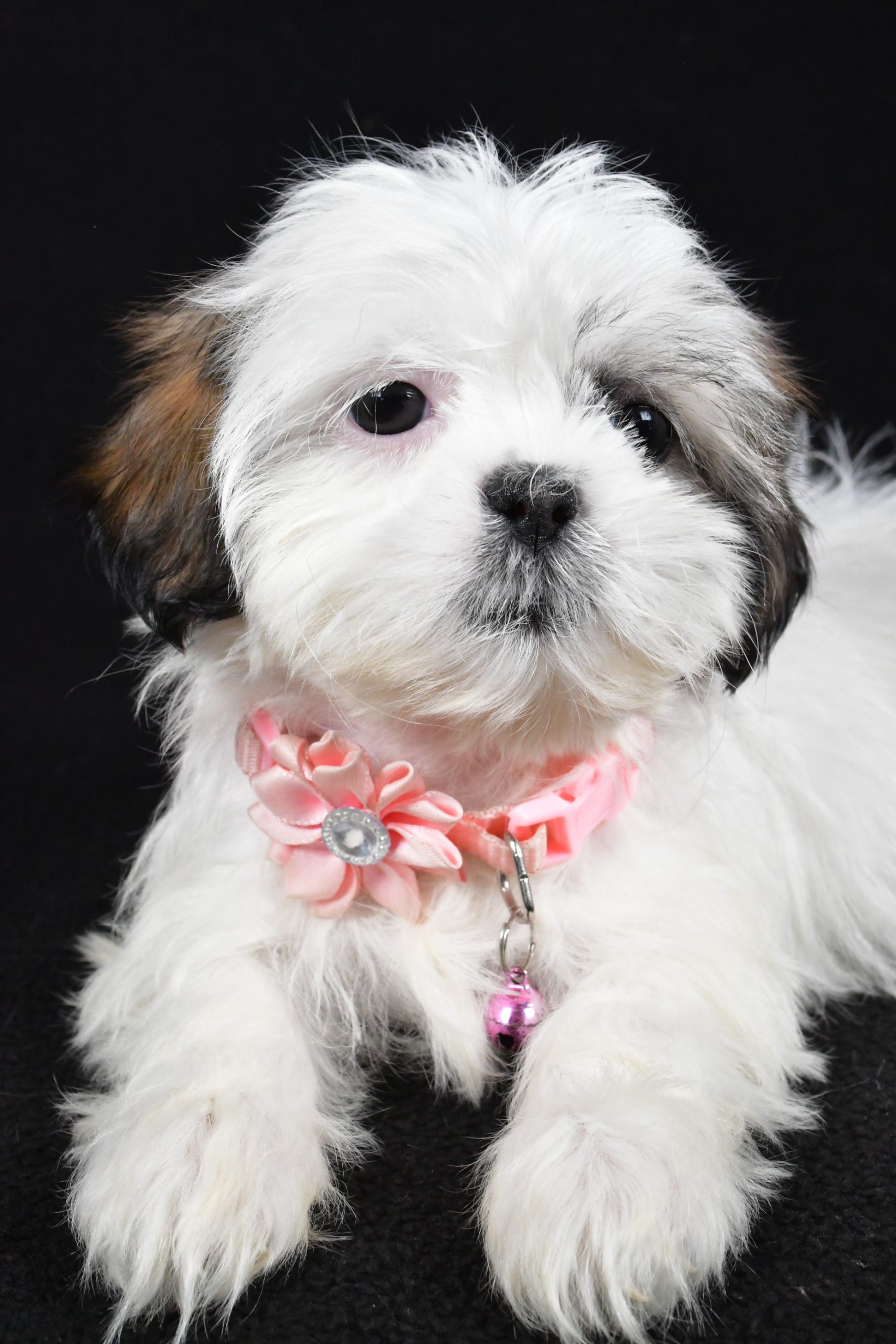 Miss Yvonne The Shih tzu - Image 2
