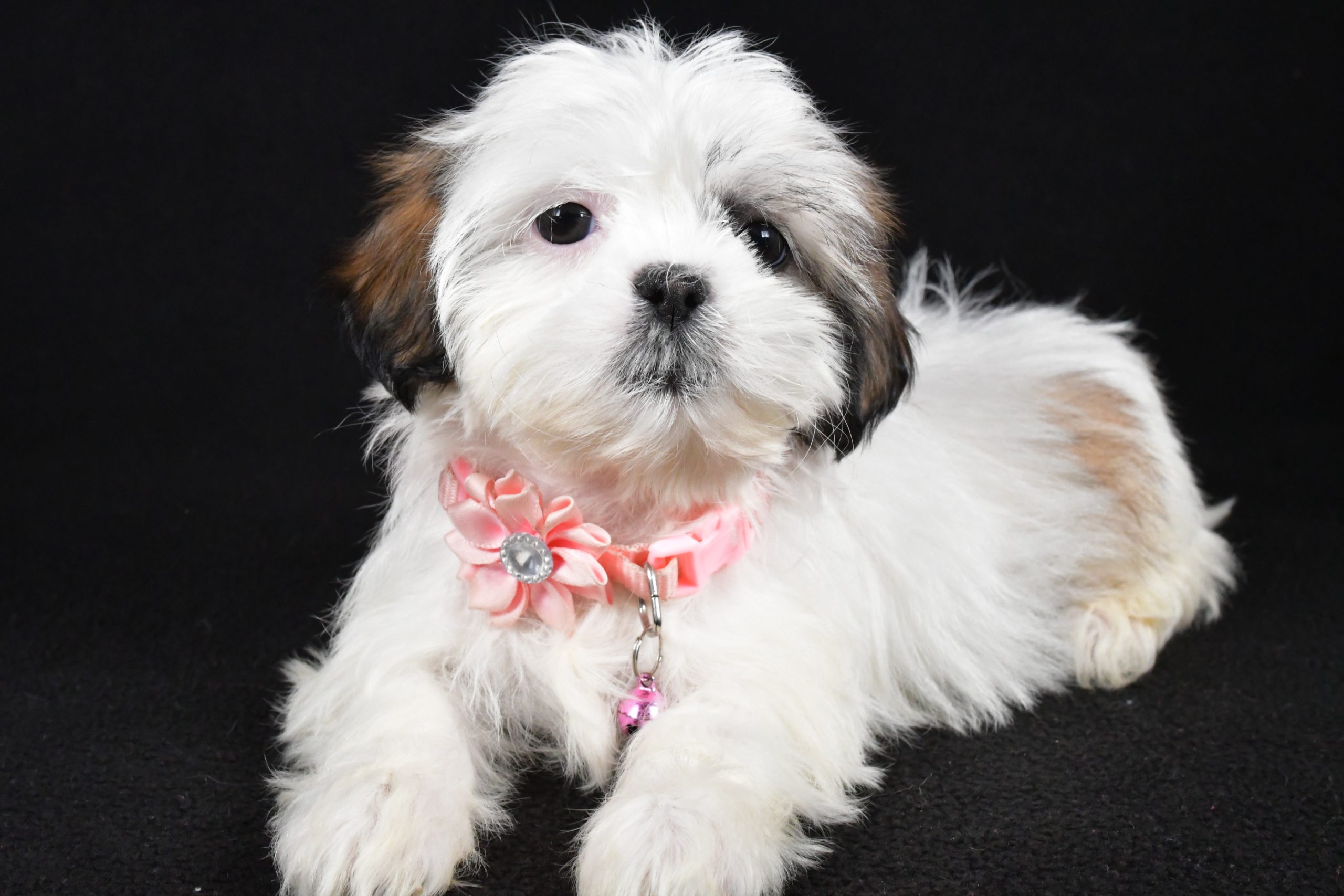 Miss Yvonne The Shih tzu - Image 6