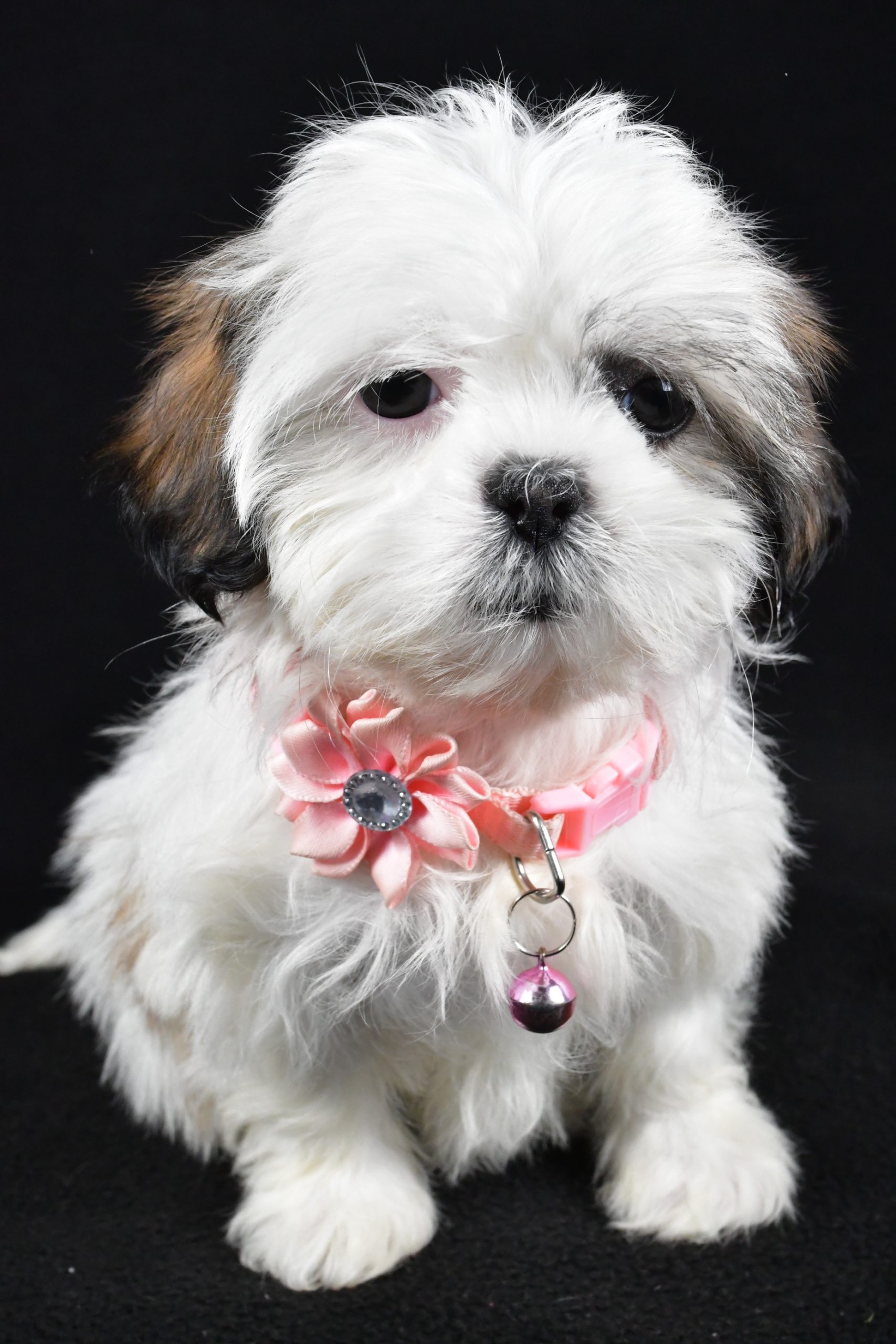 Miss Yvonne The Shih tzu