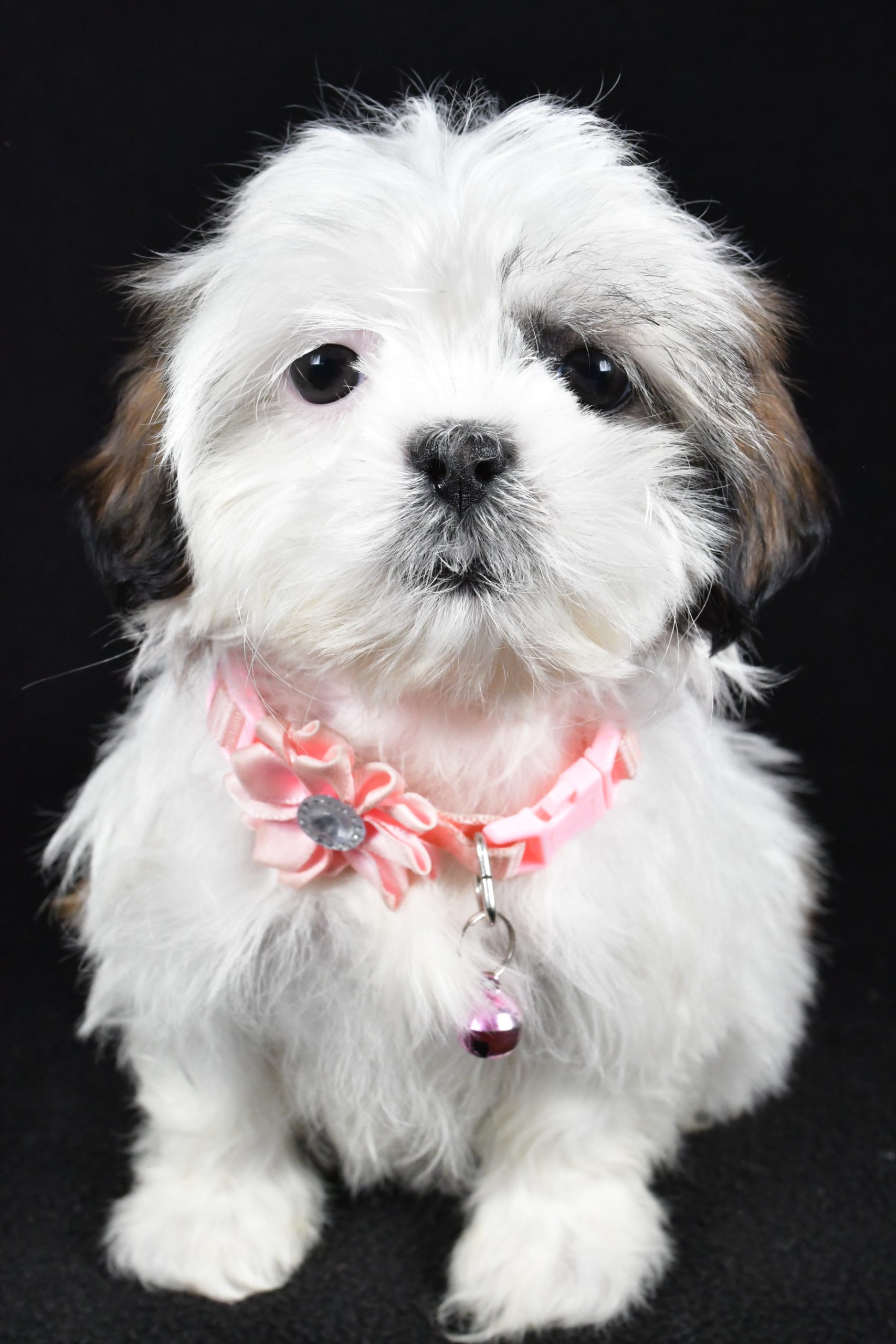Miss Yvonne The Shih tzu - Image 7
