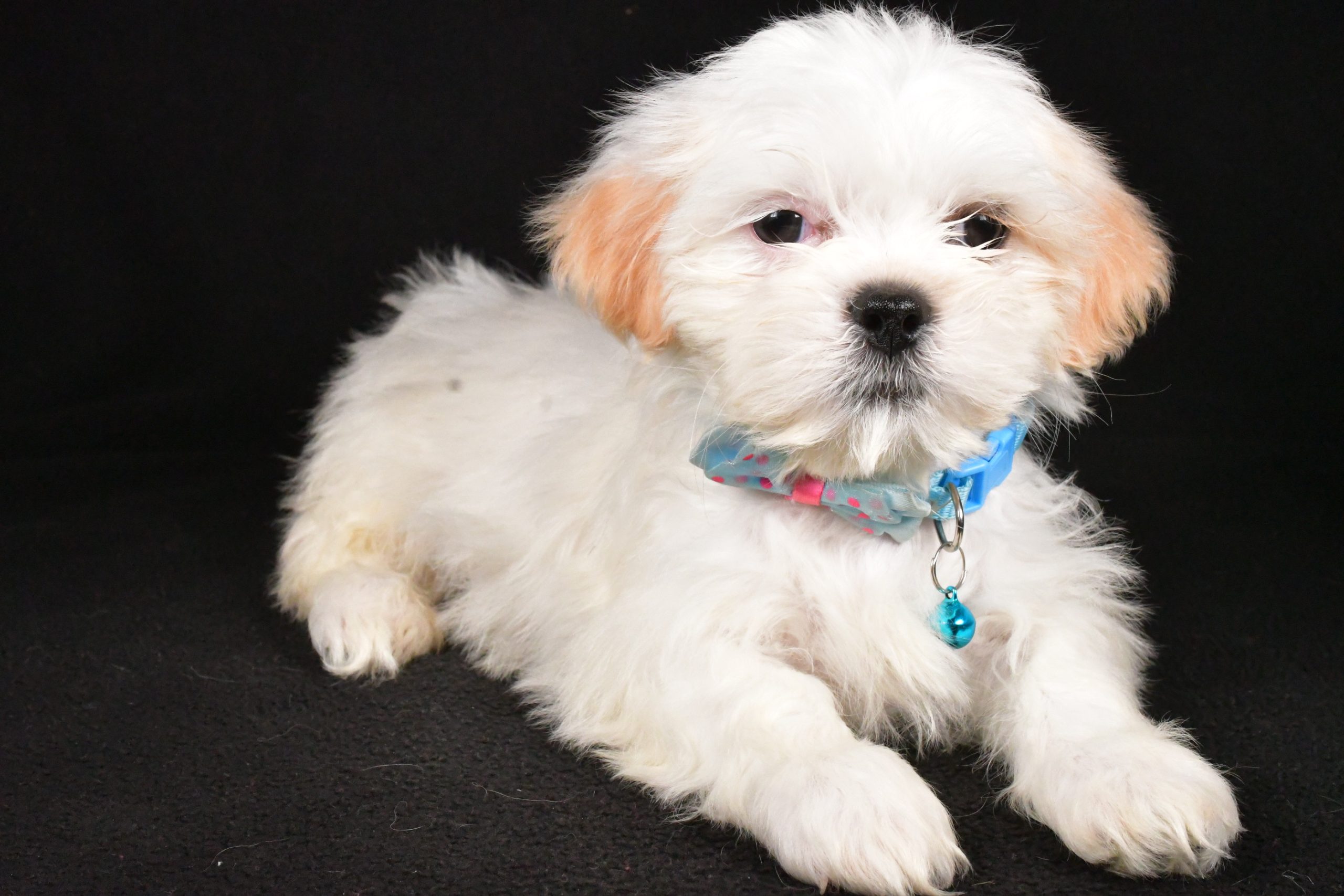 Mr. Yale The Shih Tzu - Image 4