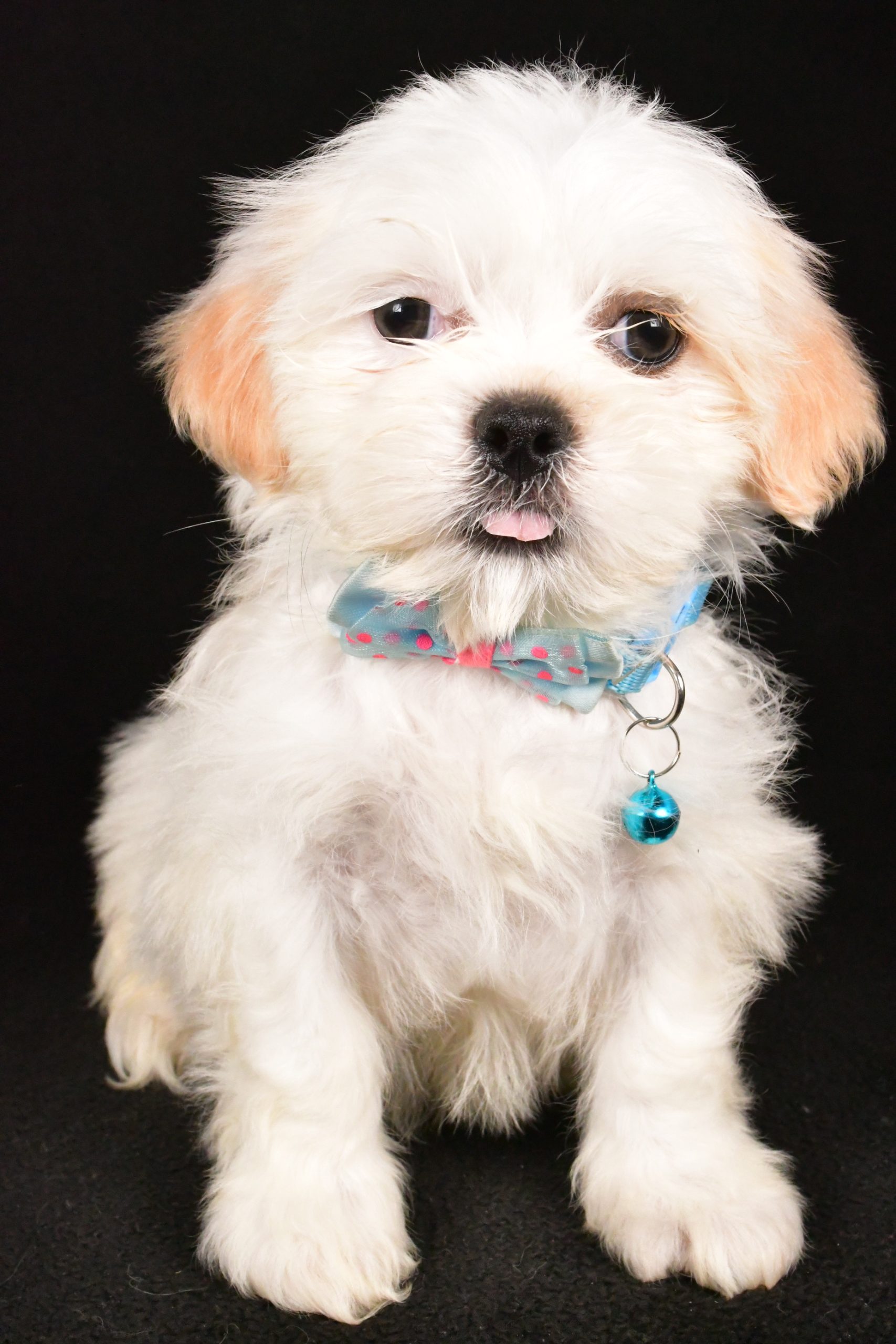 Mr. Yale The Shih Tzu - Image 5