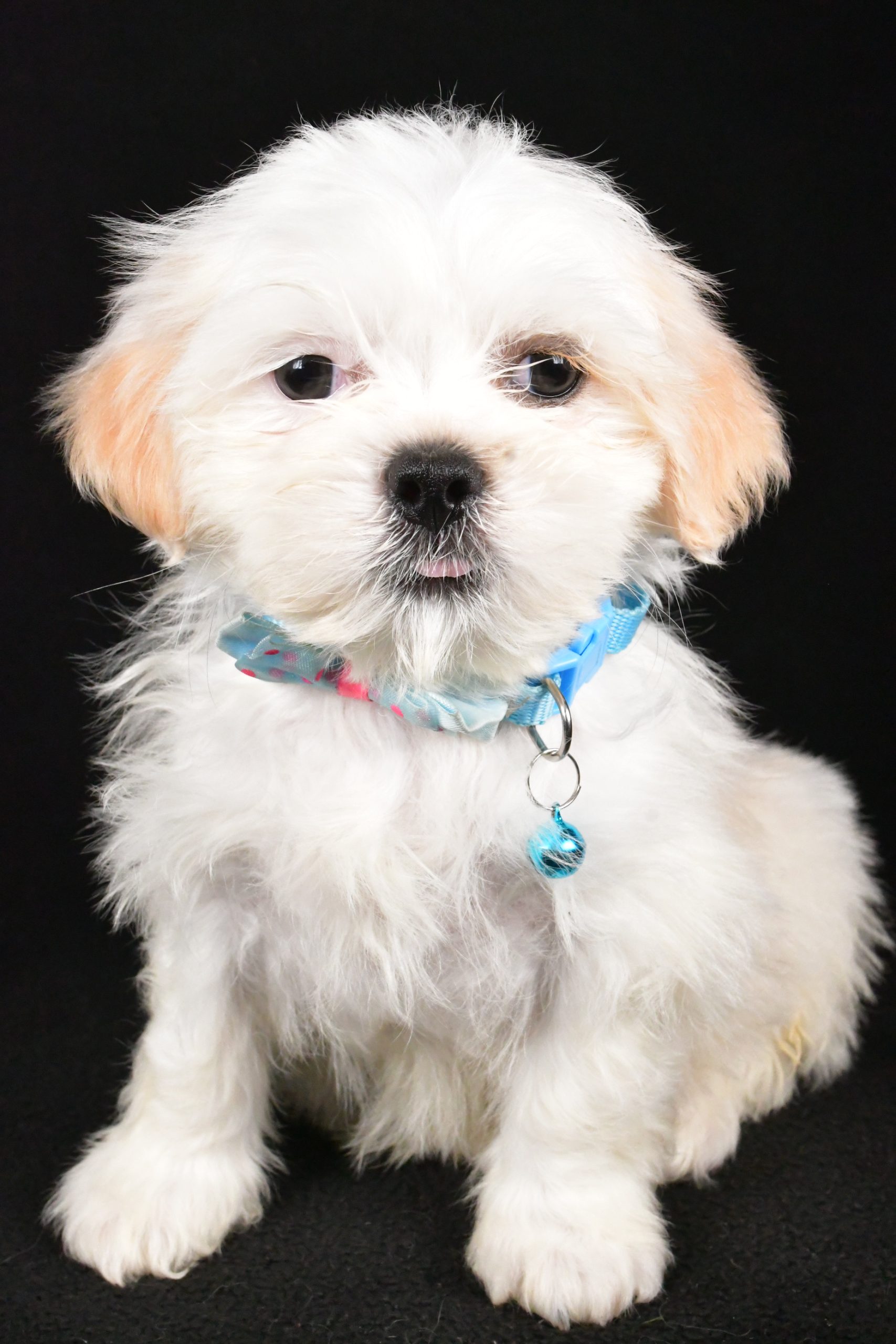 Mr. Yale The Shih Tzu