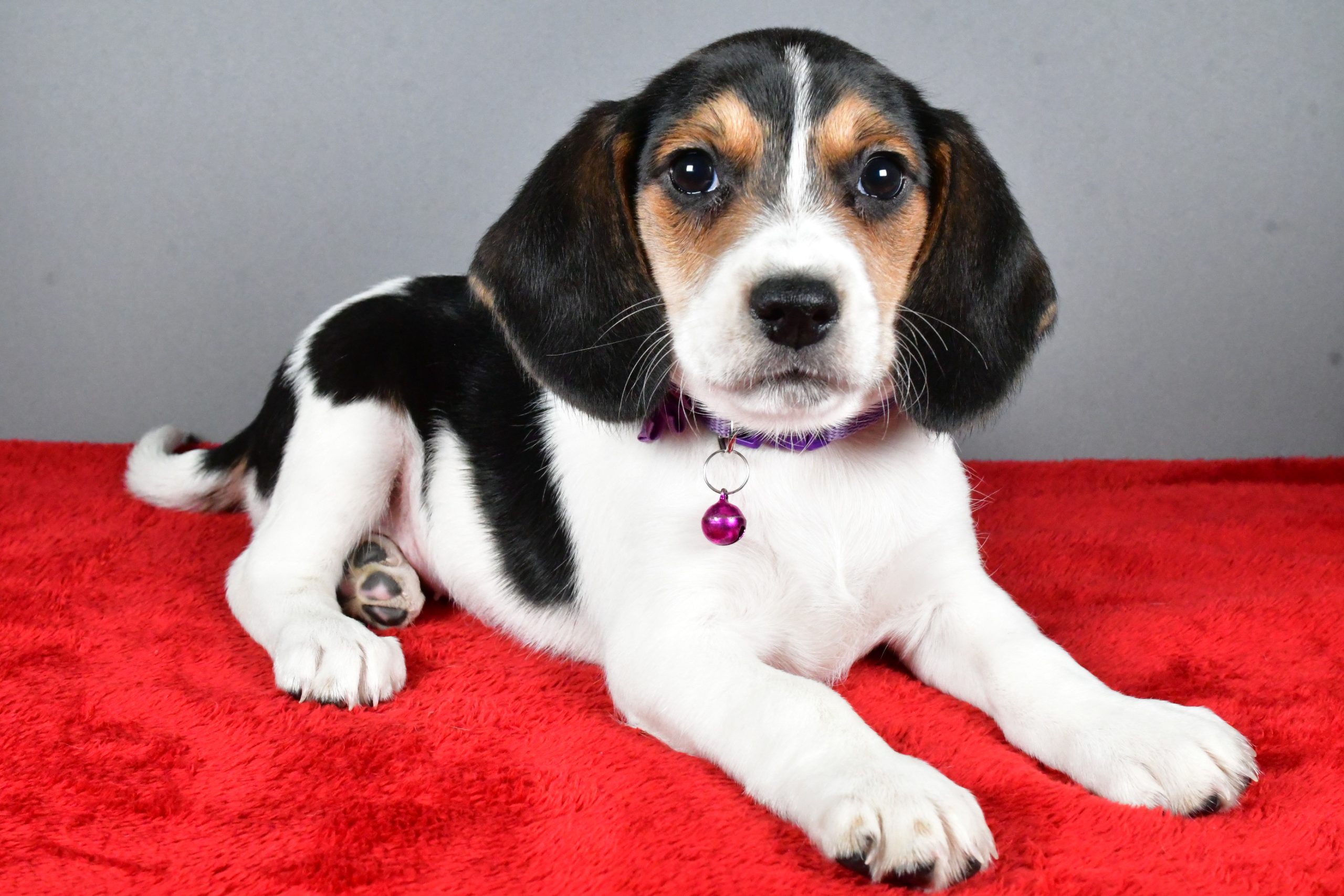 Miss Joy The Beagle - Image 6