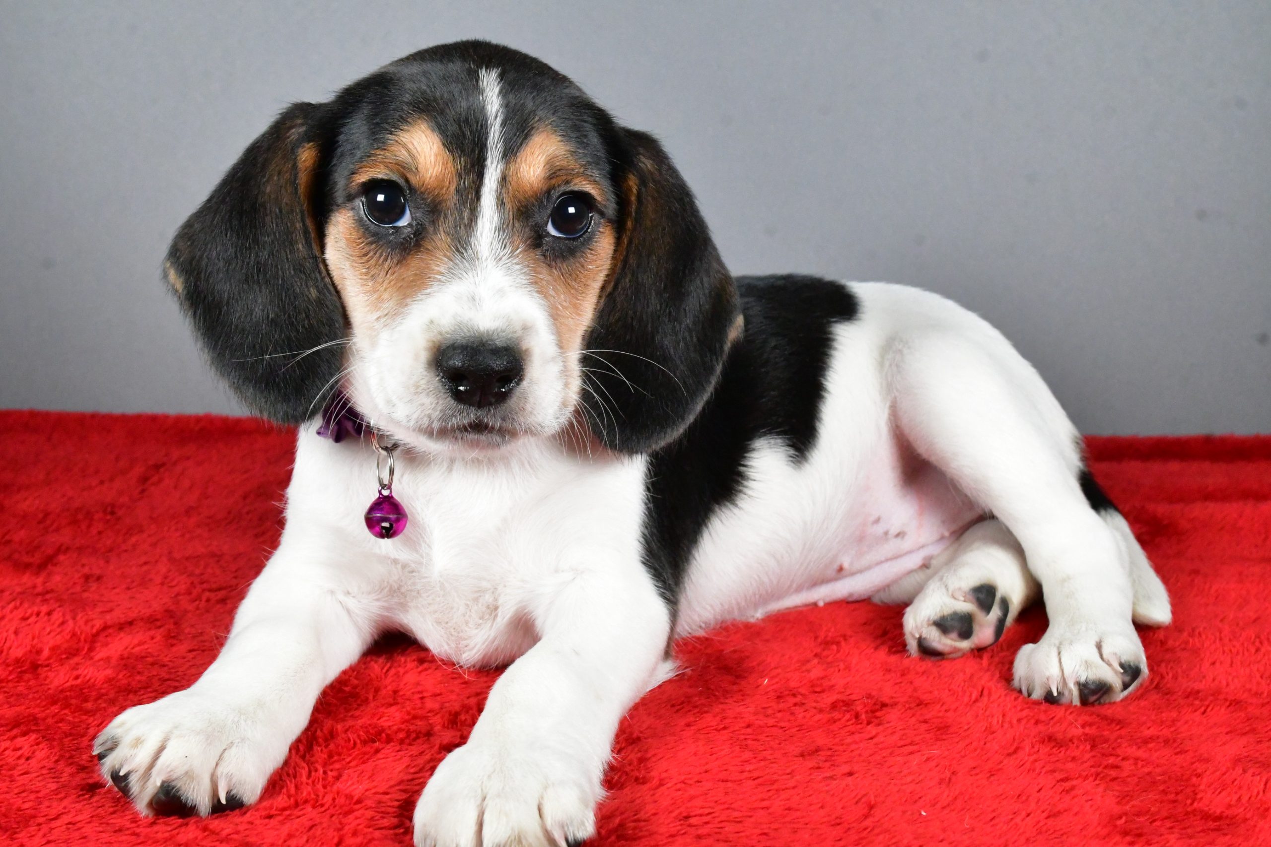 Miss Joy The Beagle - Image 5