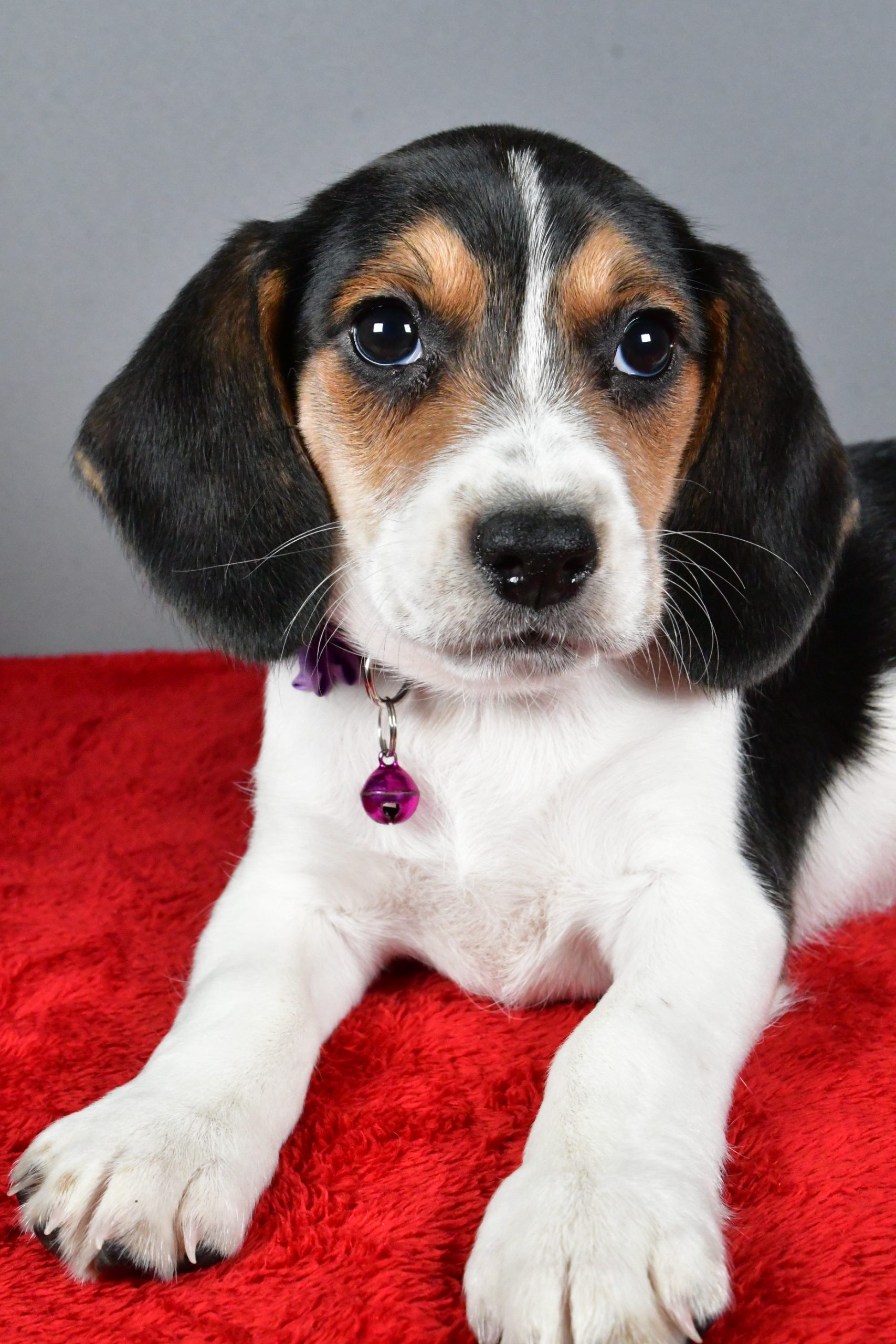 Miss Joy The Beagle - Image 3