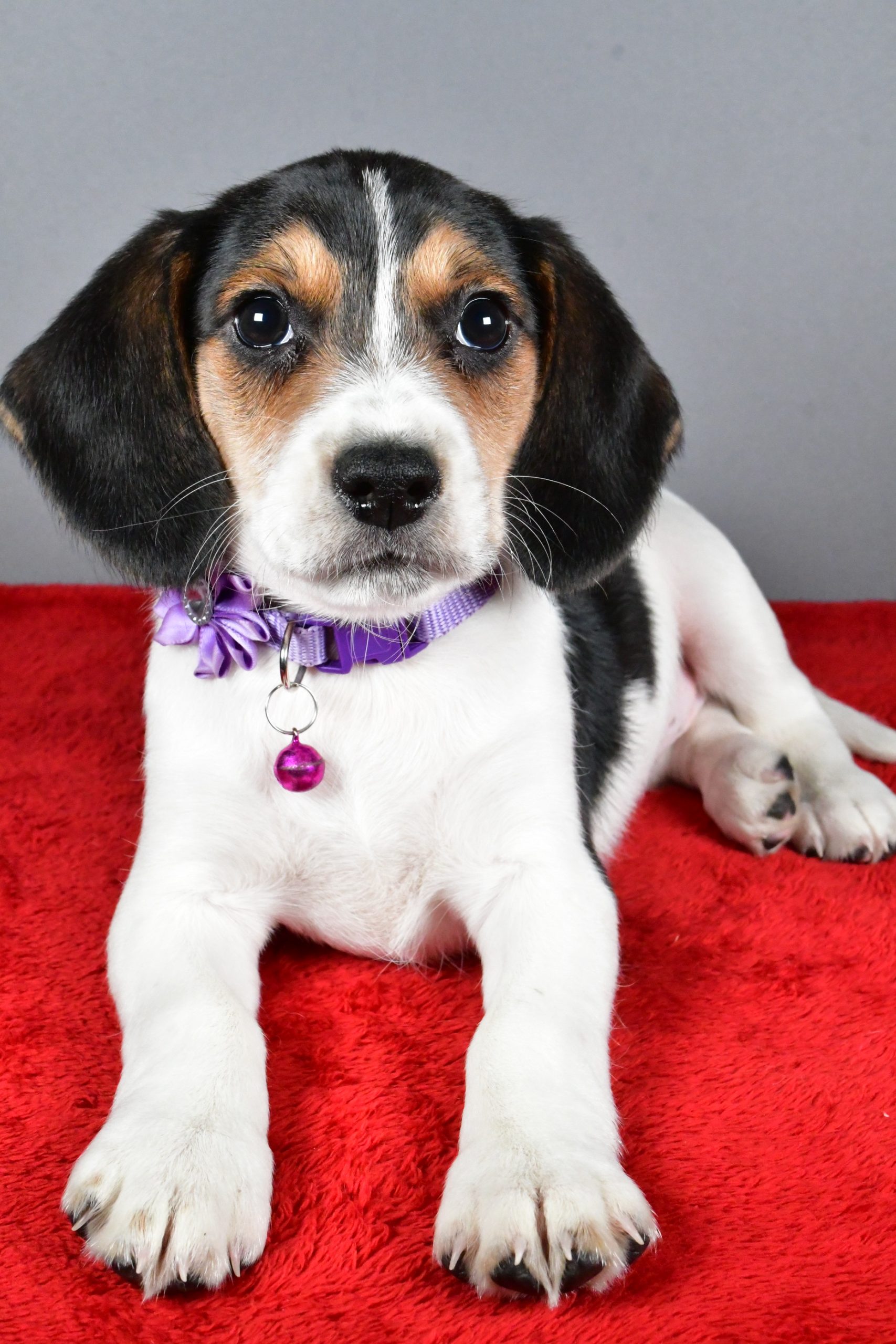 Miss Joy The Beagle - Image 4