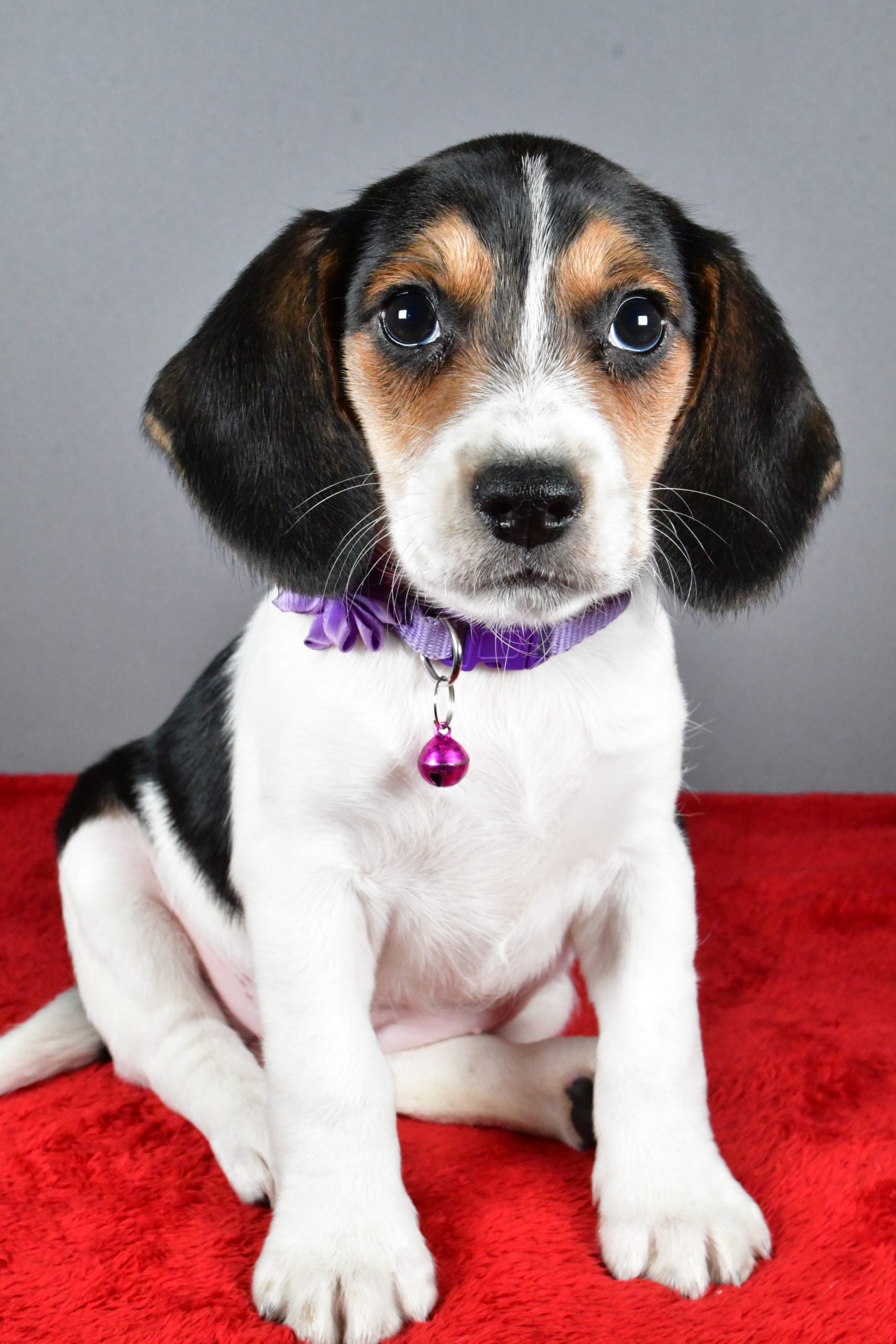 Miss Joy The Beagle - Image 2