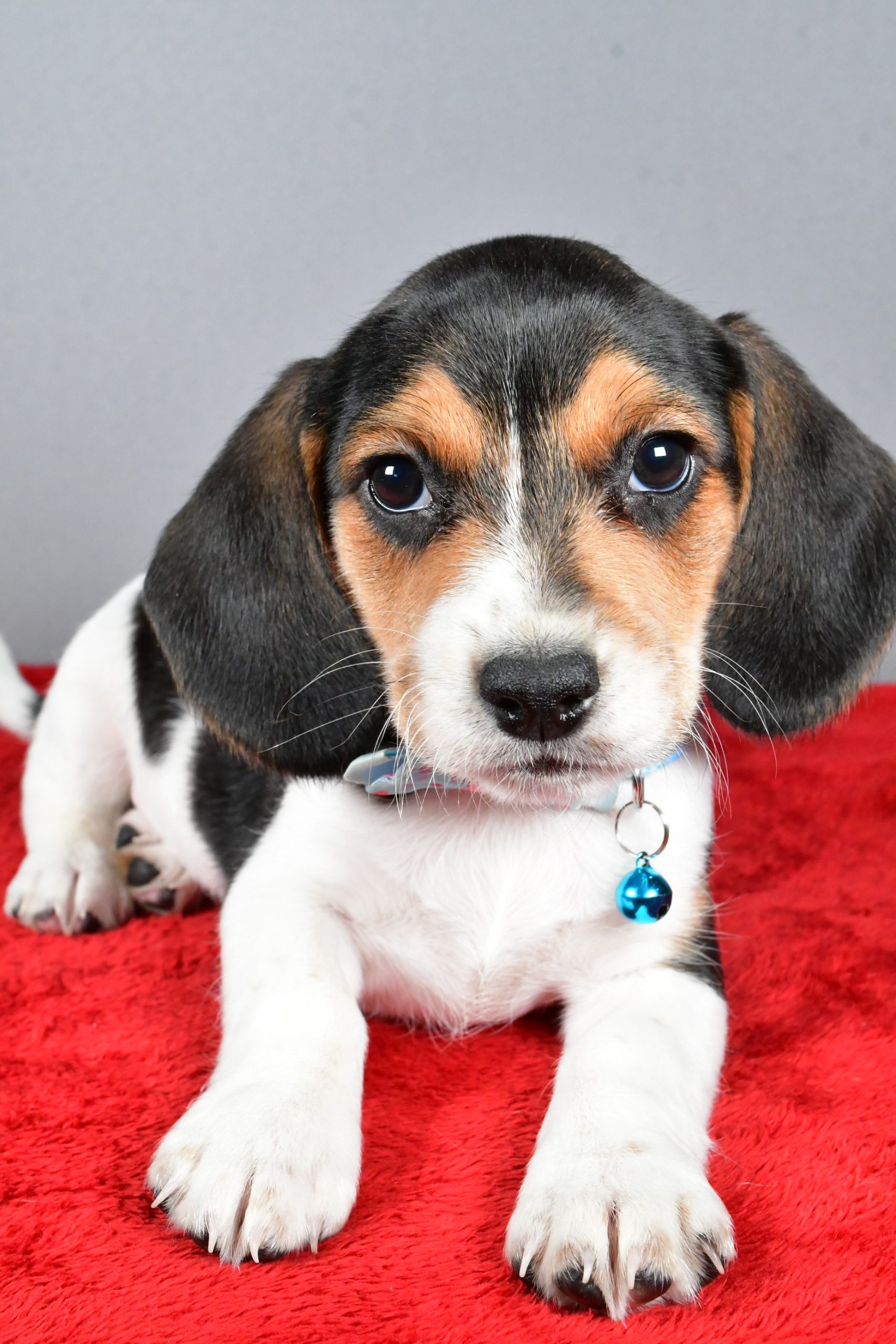 Mr. Josh The Beagle - Image 5