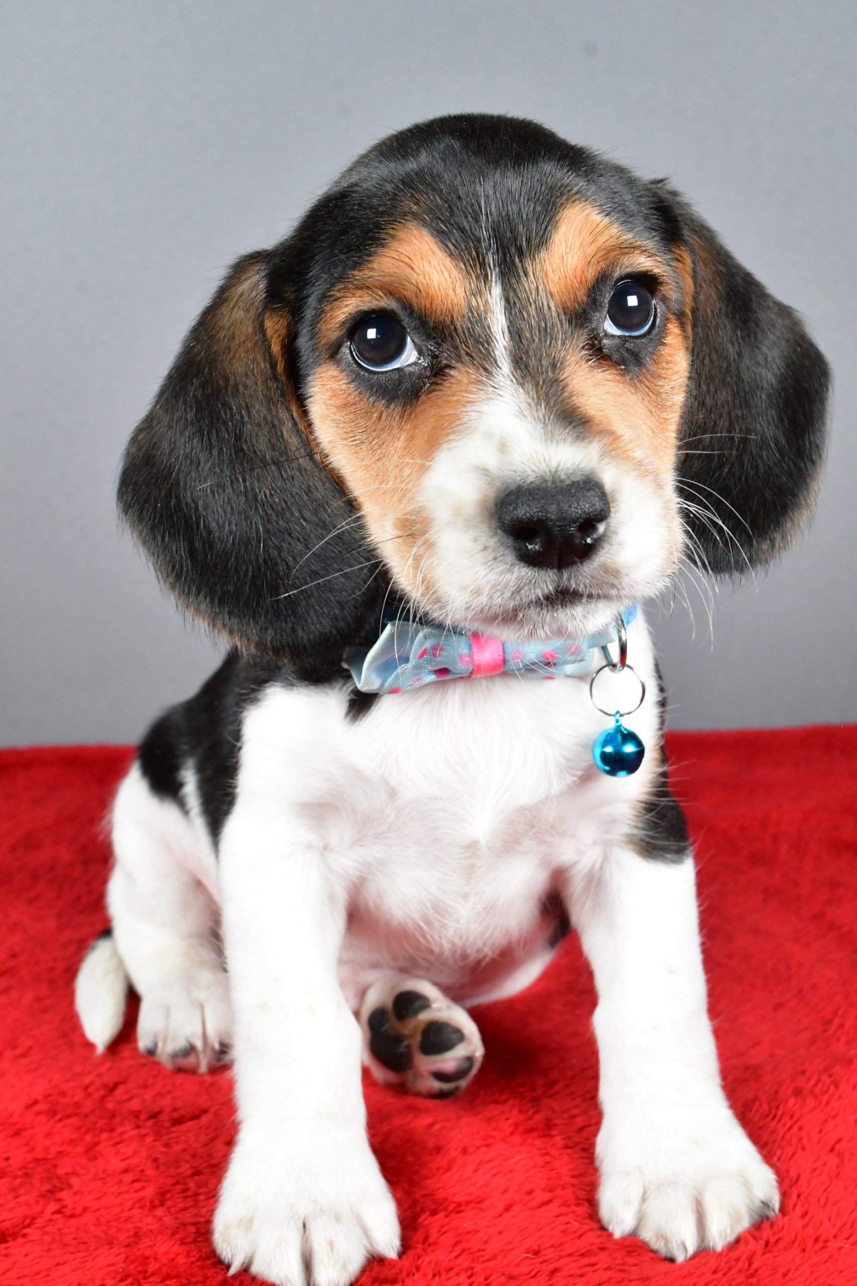 Mr. Josh The Beagle - Image 2