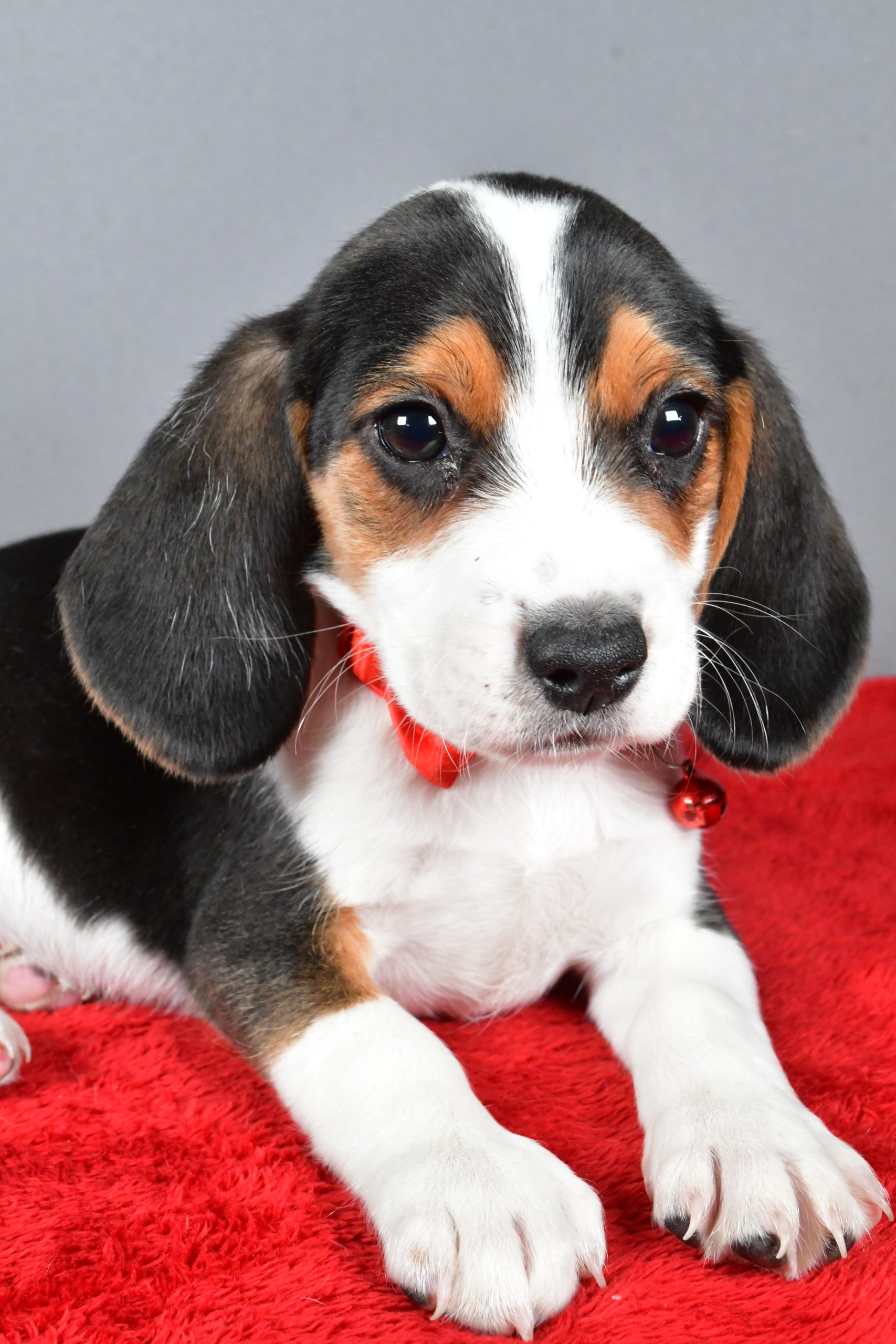 Mr. Jasper The Beagle - Image 6