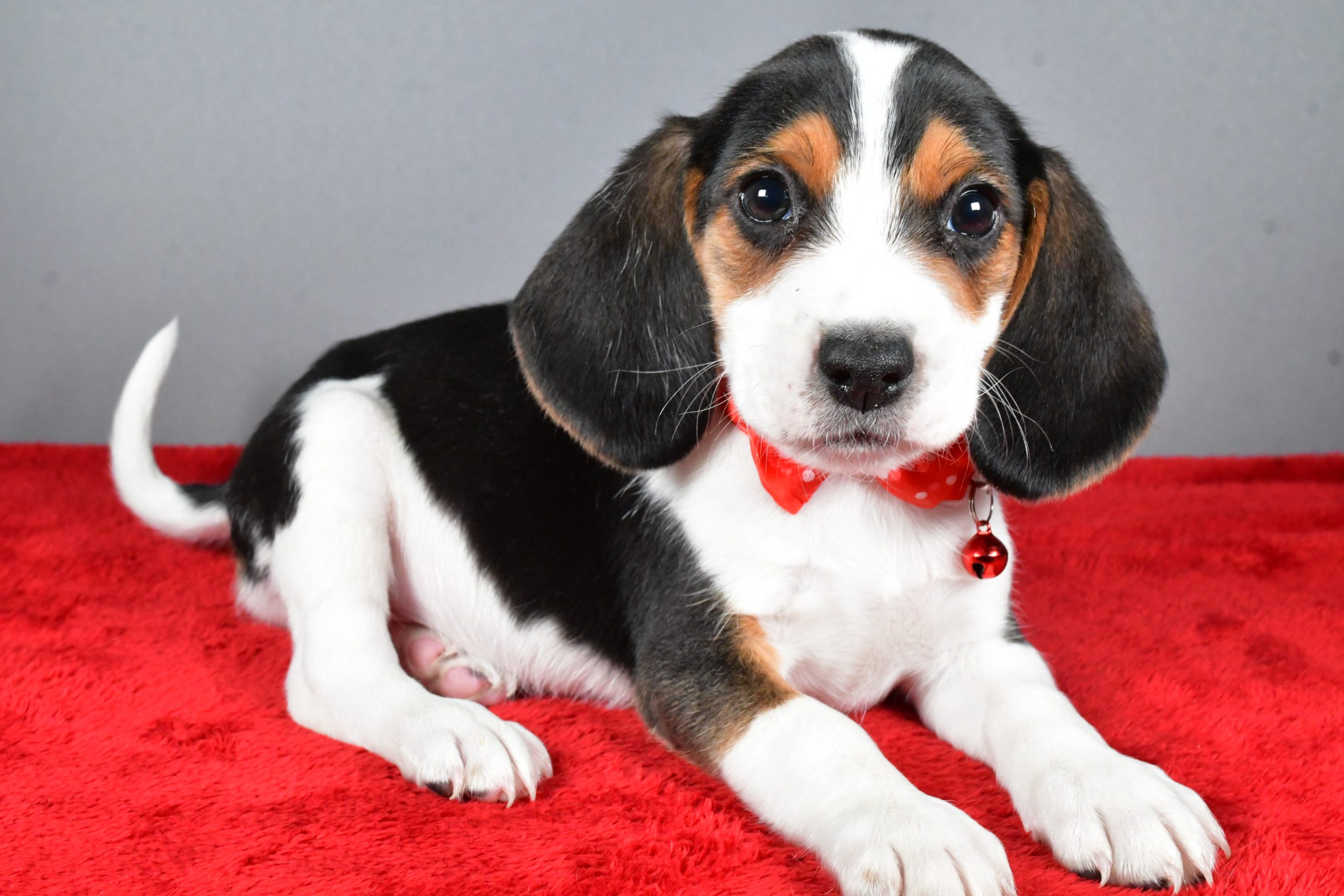 Mr. Jasper The Beagle - Image 7