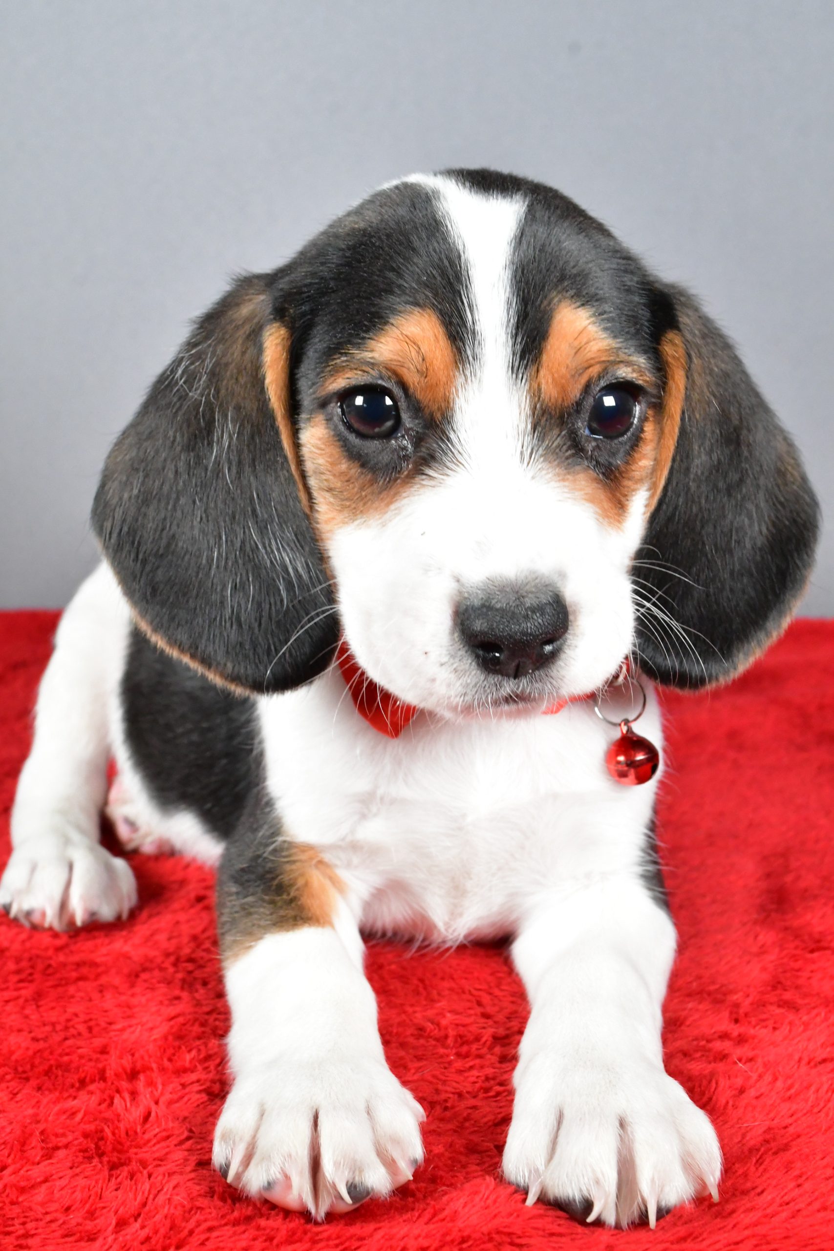 Mr. Jasper The Beagle - Image 5