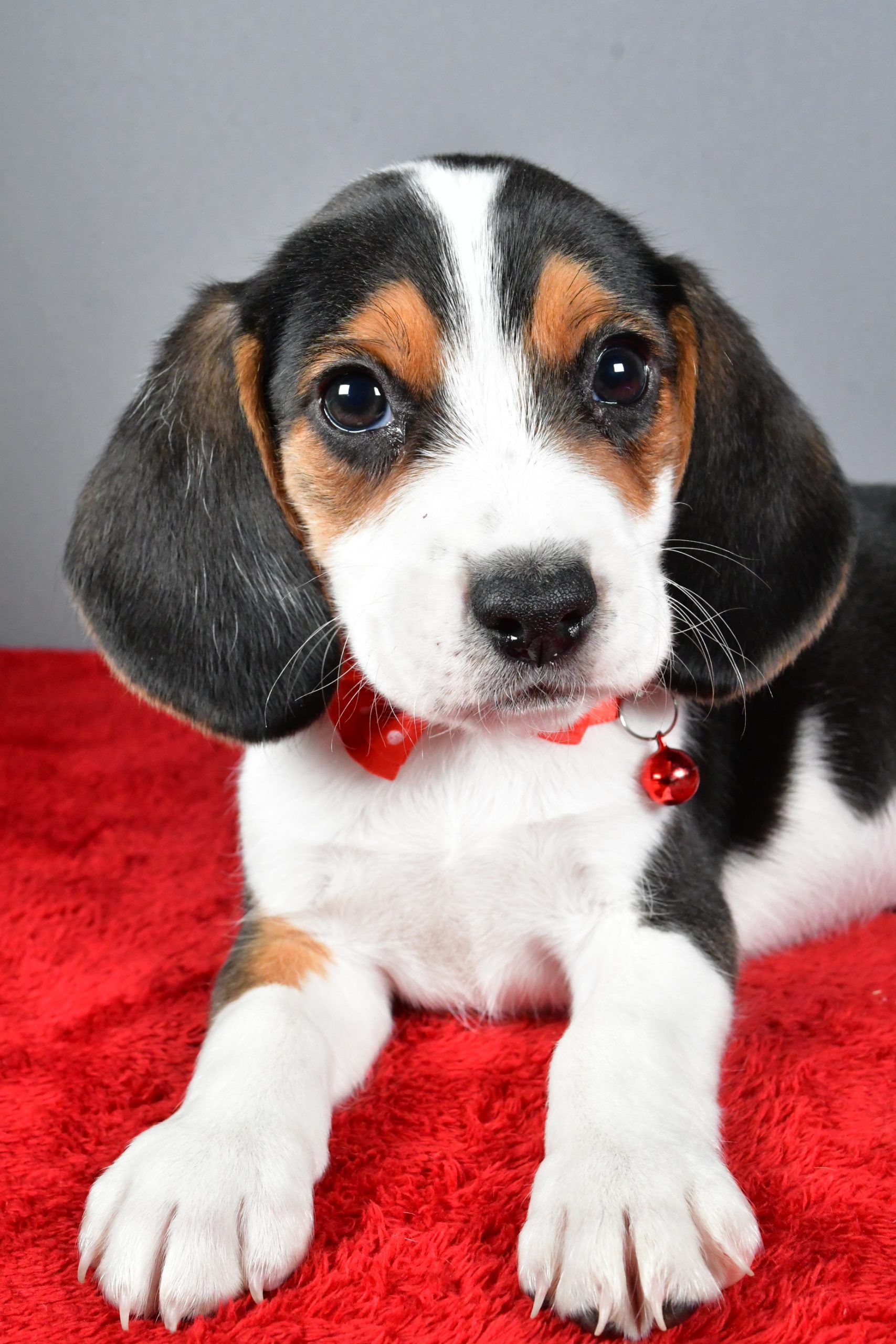 Mr. Jasper The Beagle - Image 4