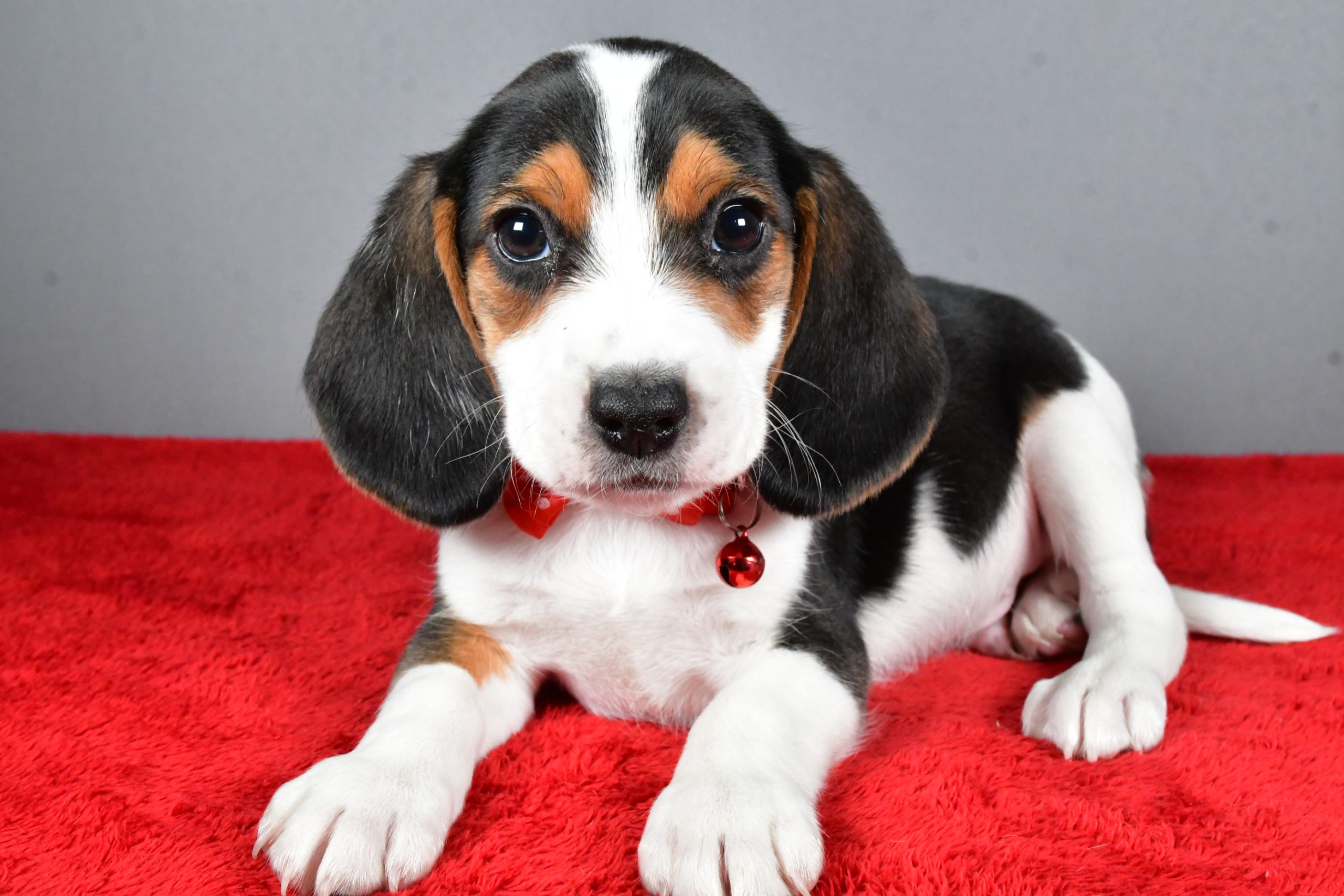 Mr. Jasper The Beagle - Image 8