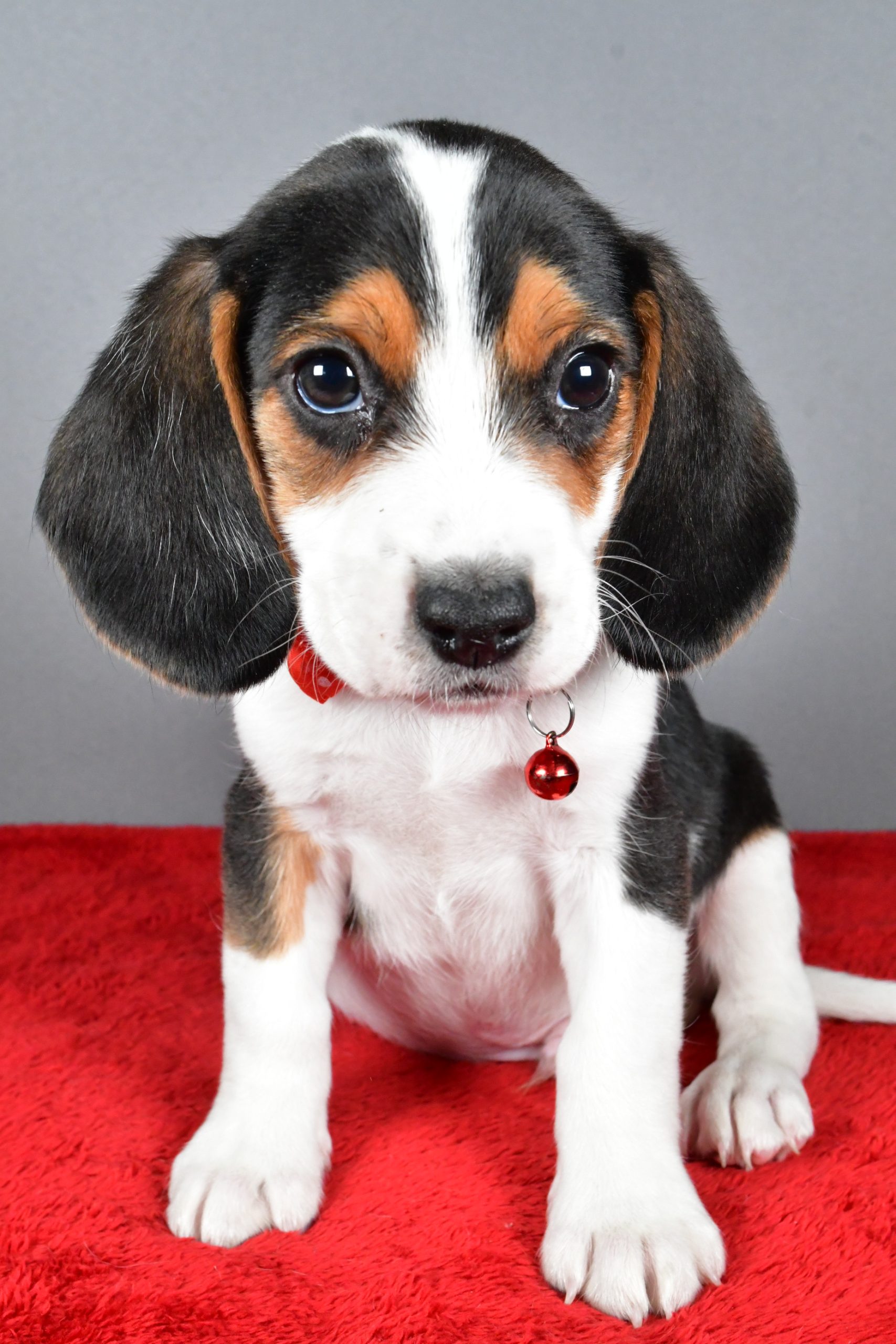 Mr. Jasper The Beagle - Image 2