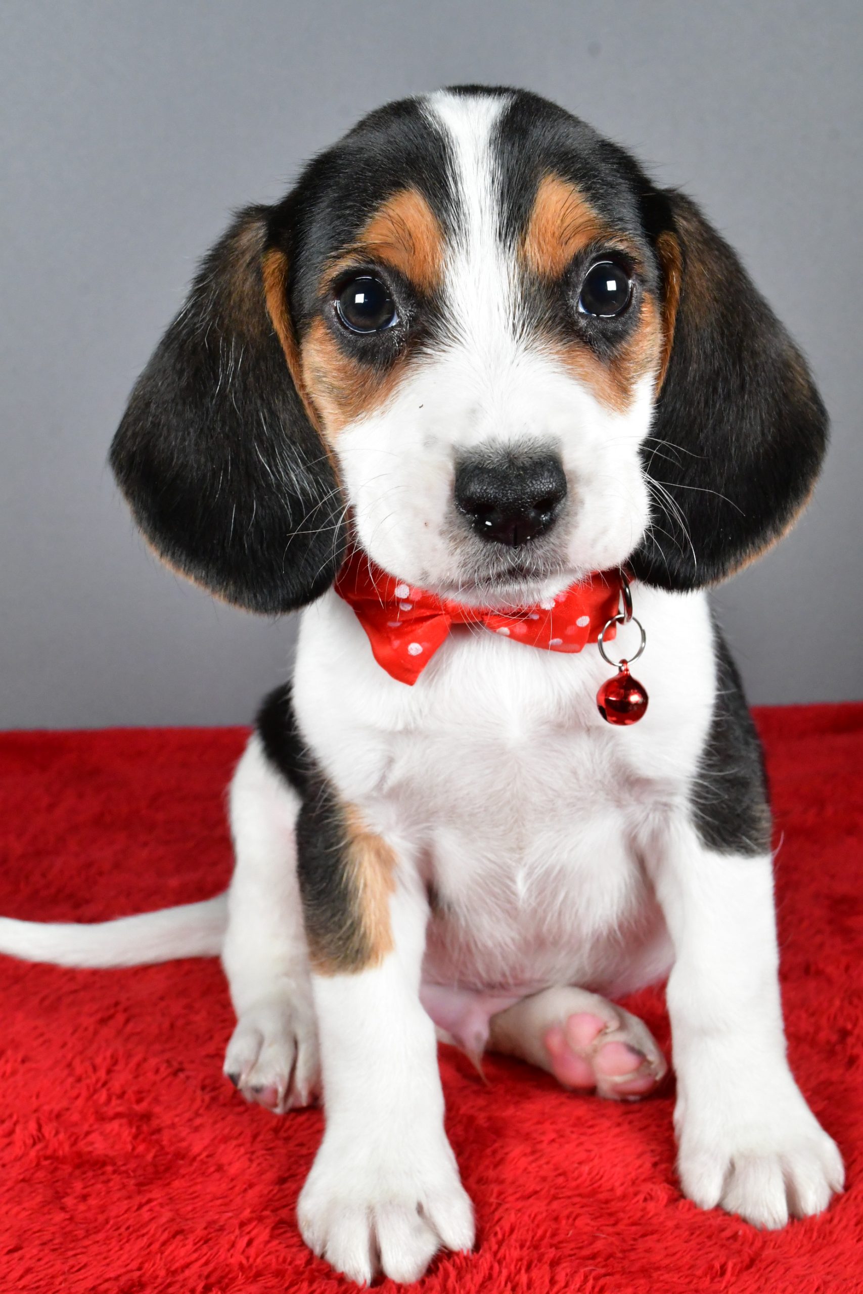 Mr. Jasper The Beagle - Image 3