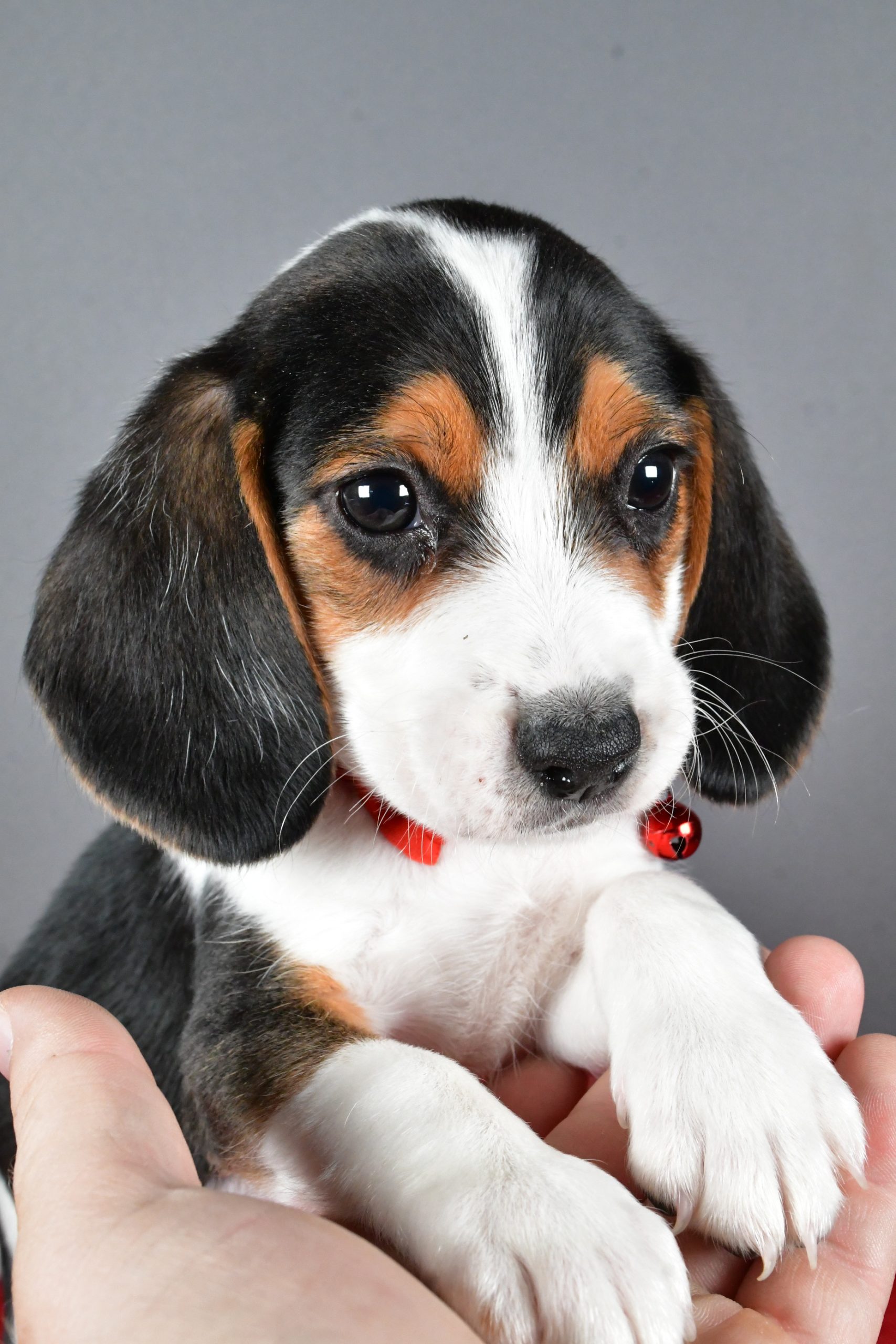 Mr. Jasper The Beagle