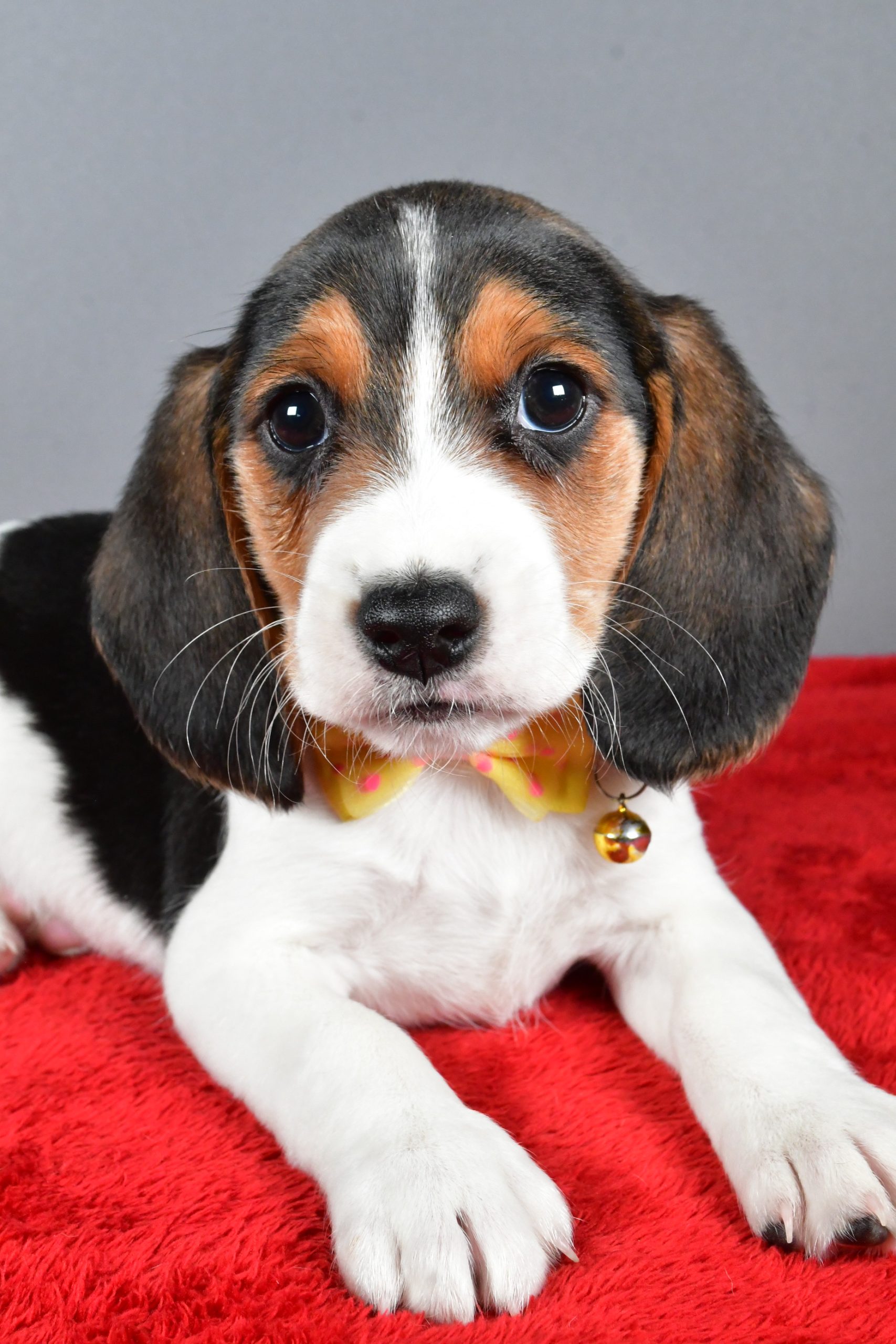 Mr. Johnson The Beagle - Image 3