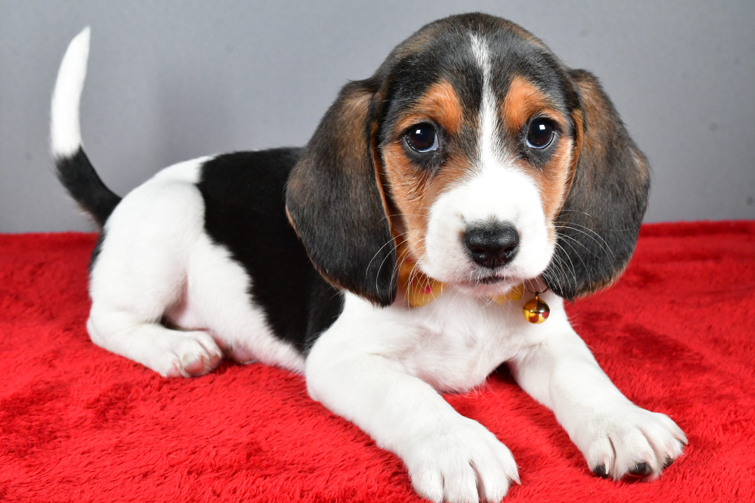 Mr. Johnson The Beagle - Image 7