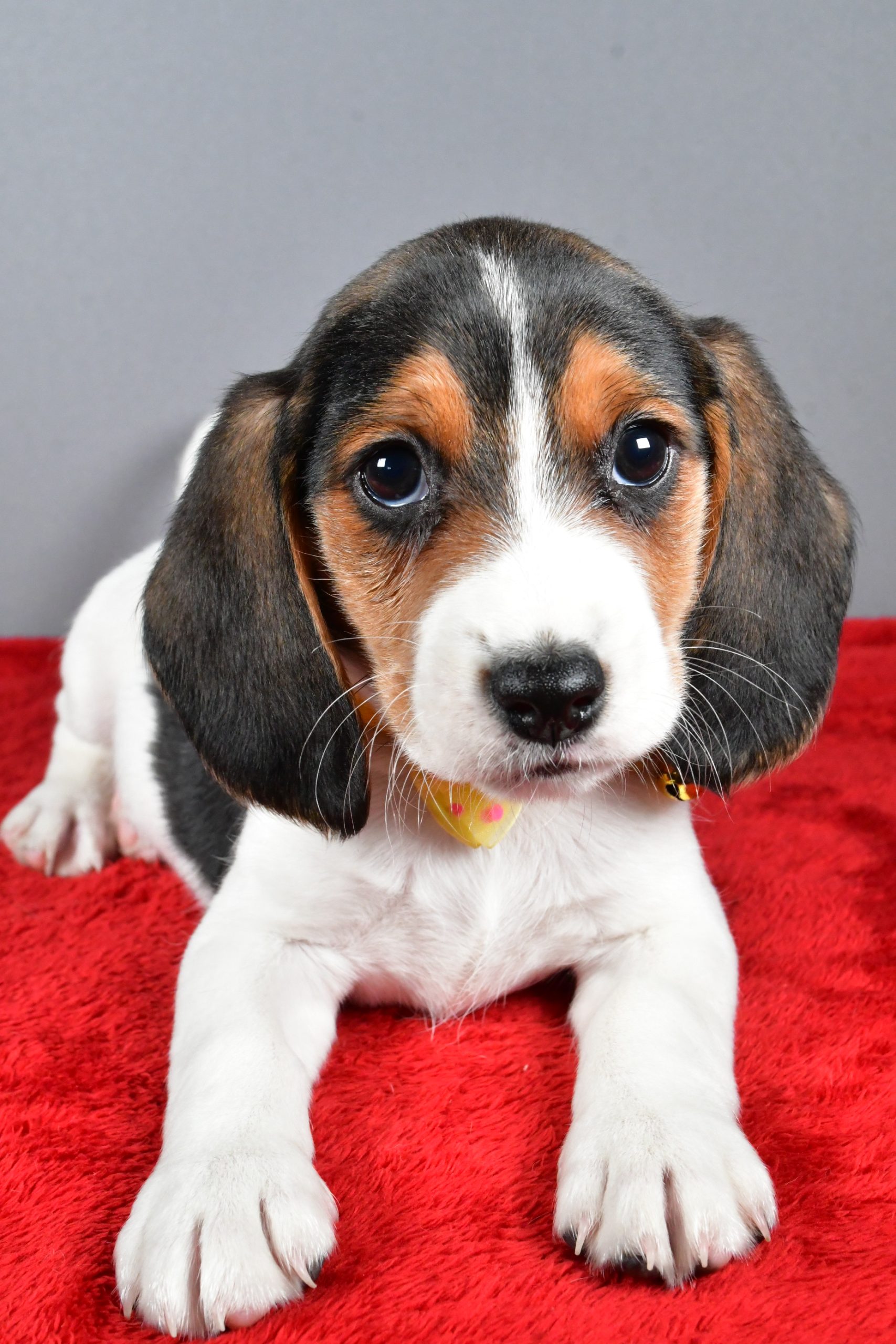 Mr. Johnson The Beagle - Image 5