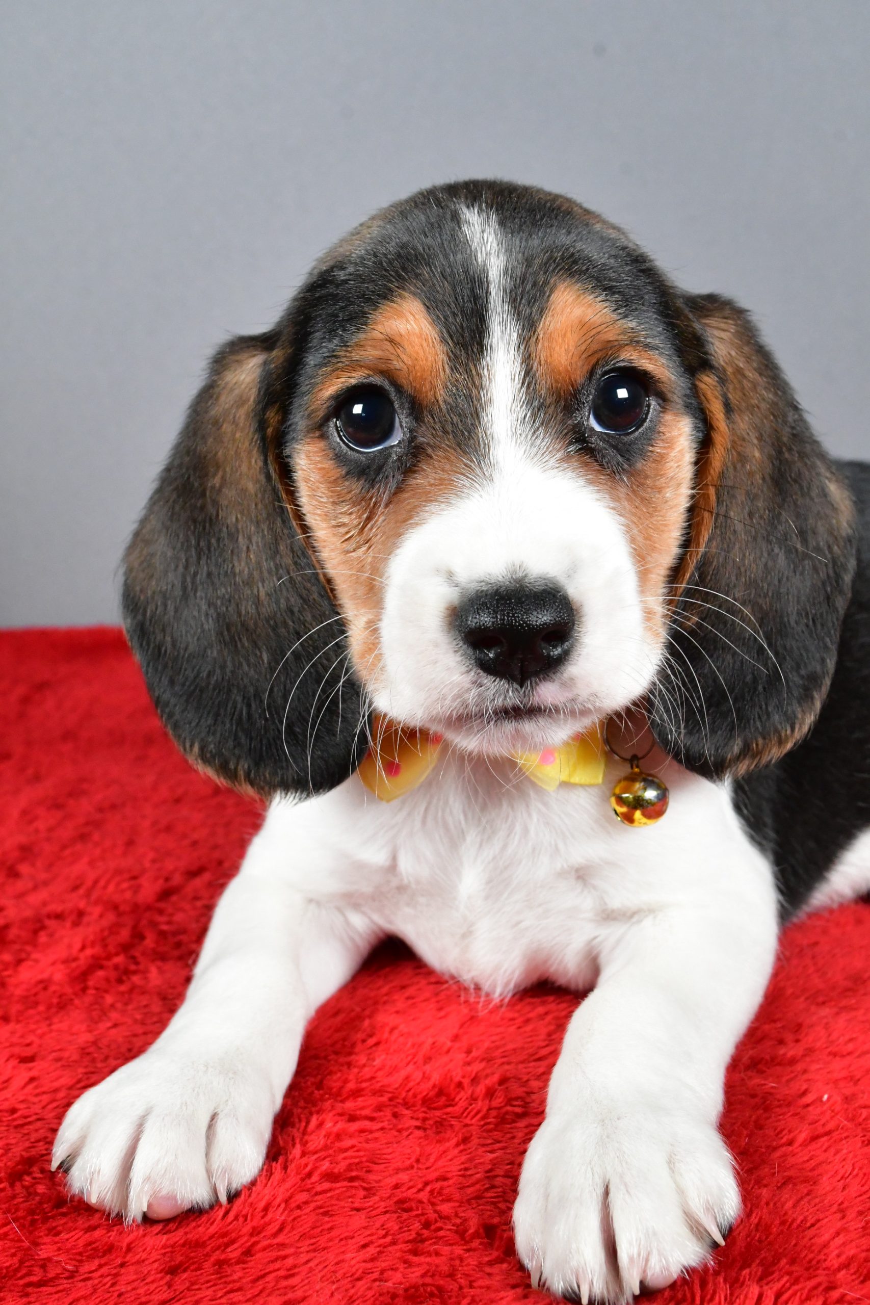 Mr. Johnson The Beagle - Image 4