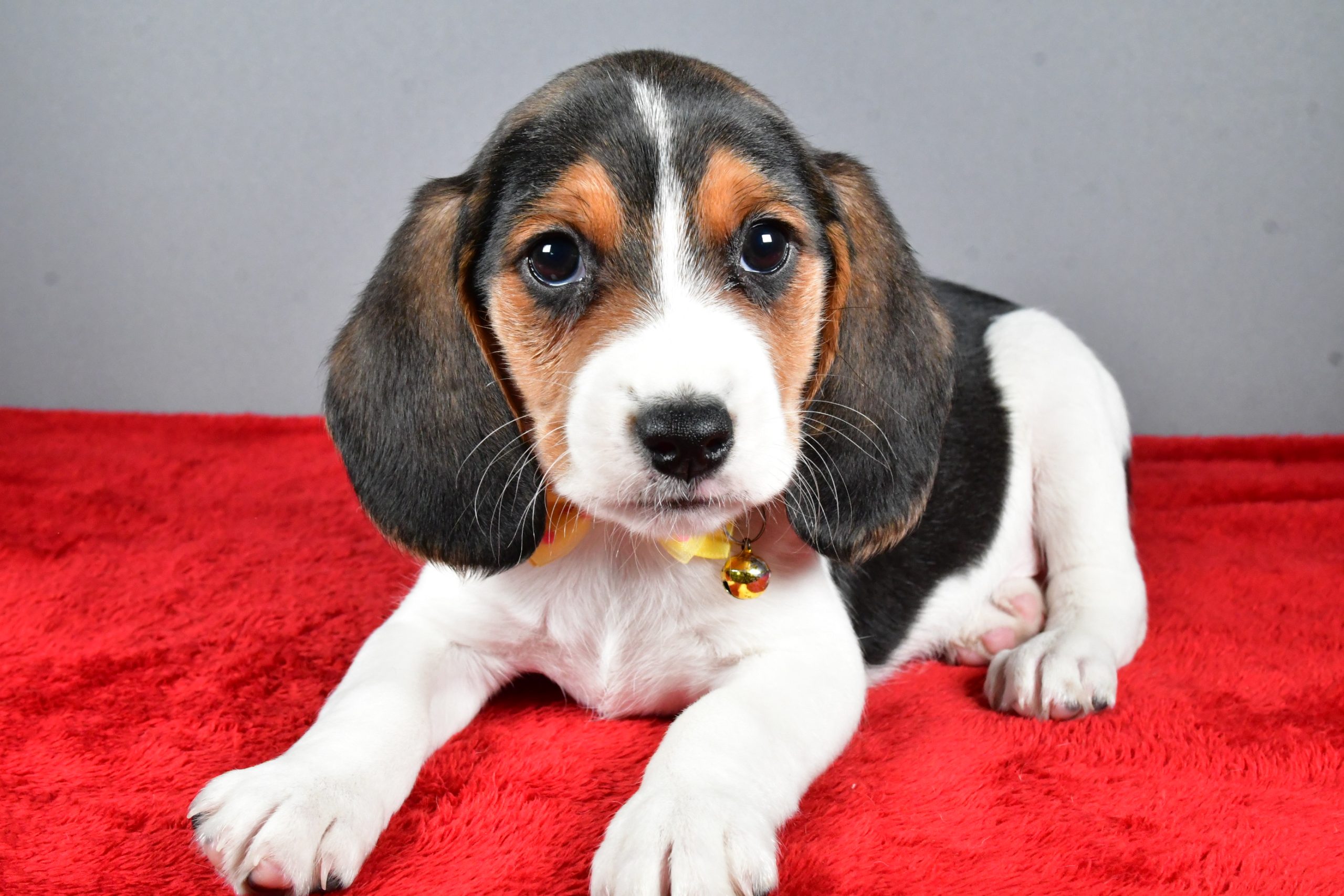 Mr. Johnson The Beagle - Image 6