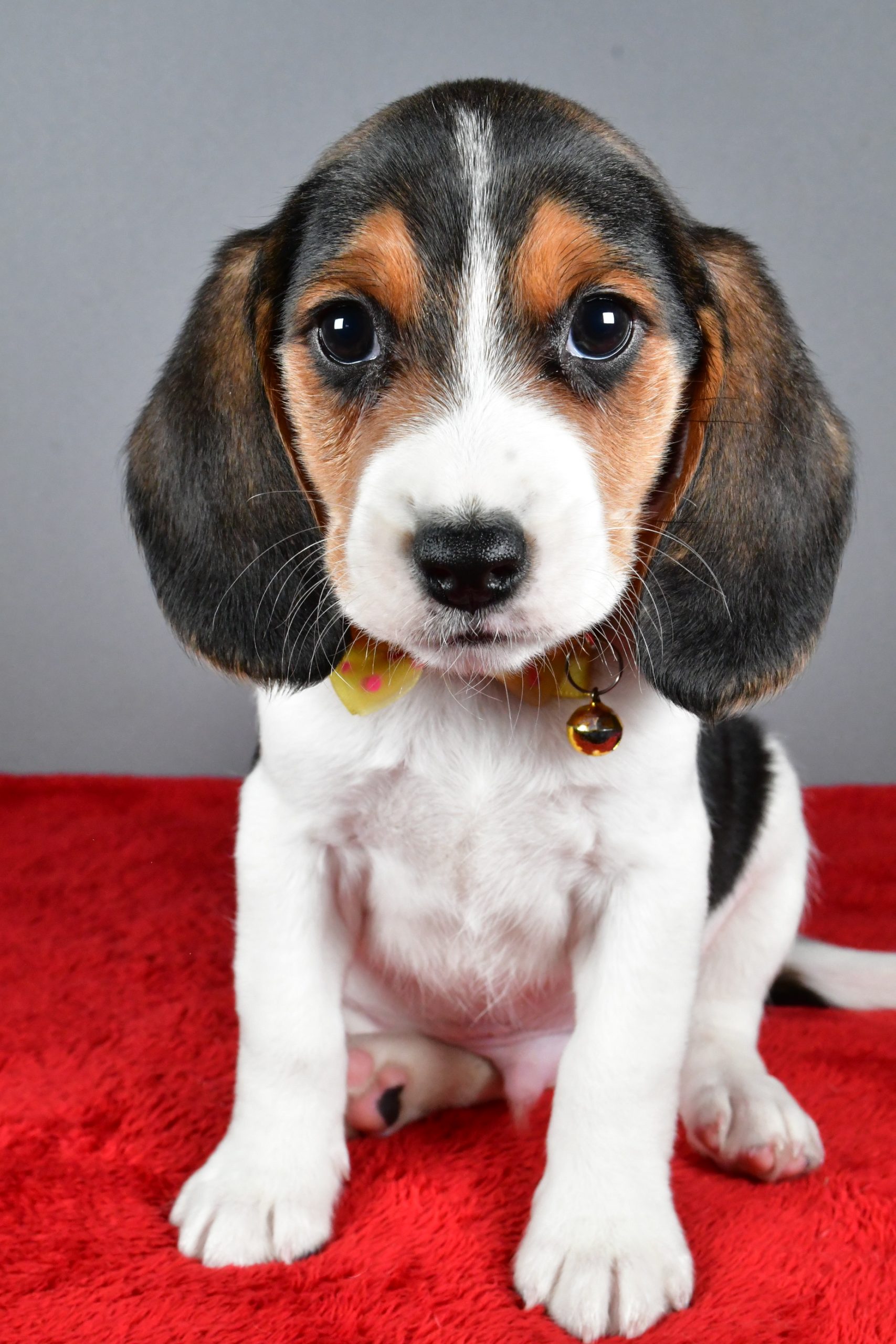 Mr. Johnson The Beagle - Image 2