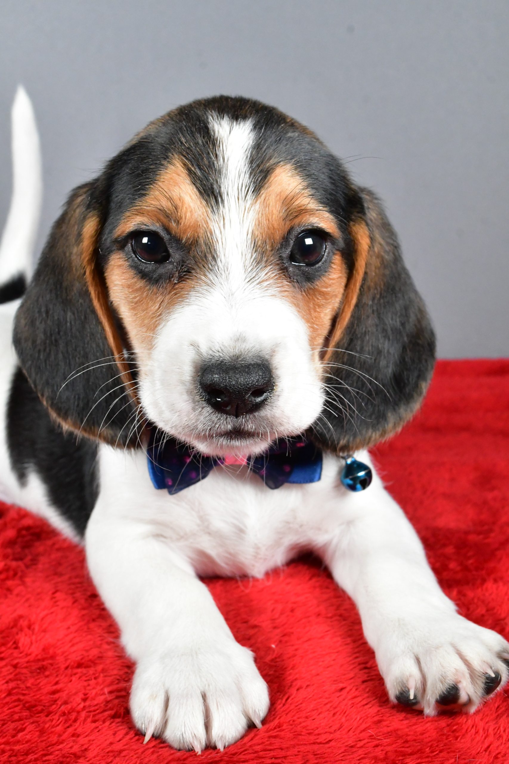 Mr. Jairo The Beagle - Image 3