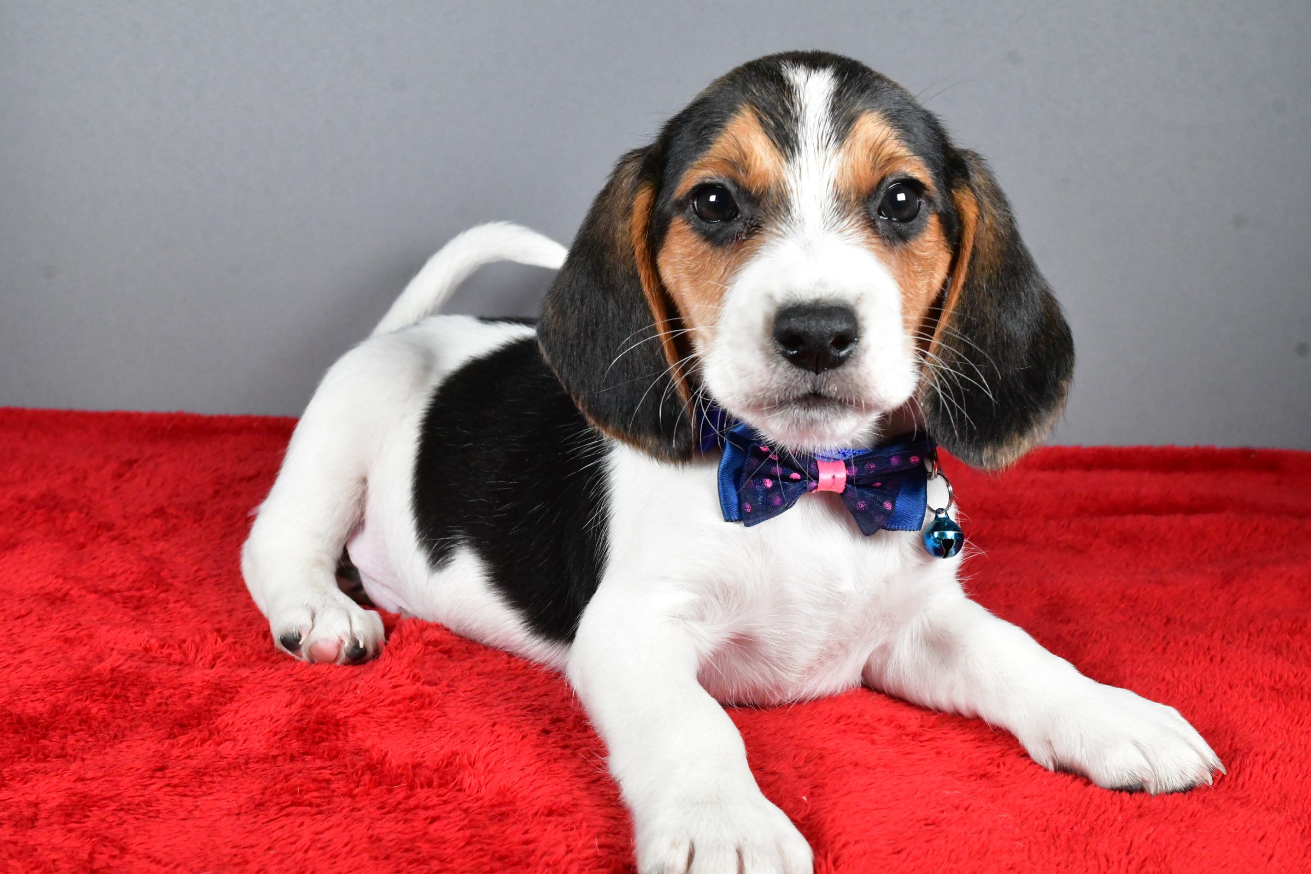 Mr. Jairo The Beagle - Image 5