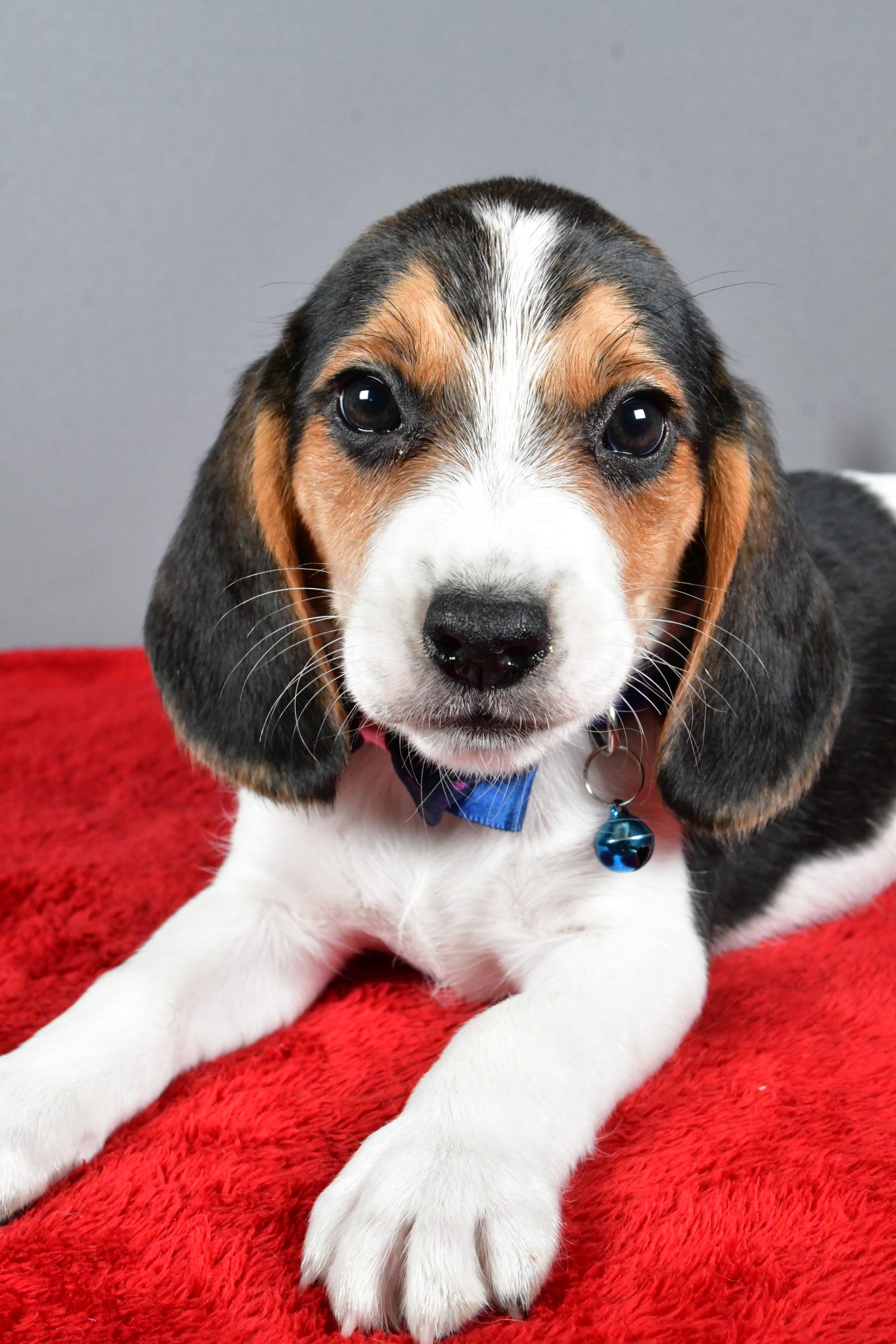 Mr. Jairo The Beagle - Image 4