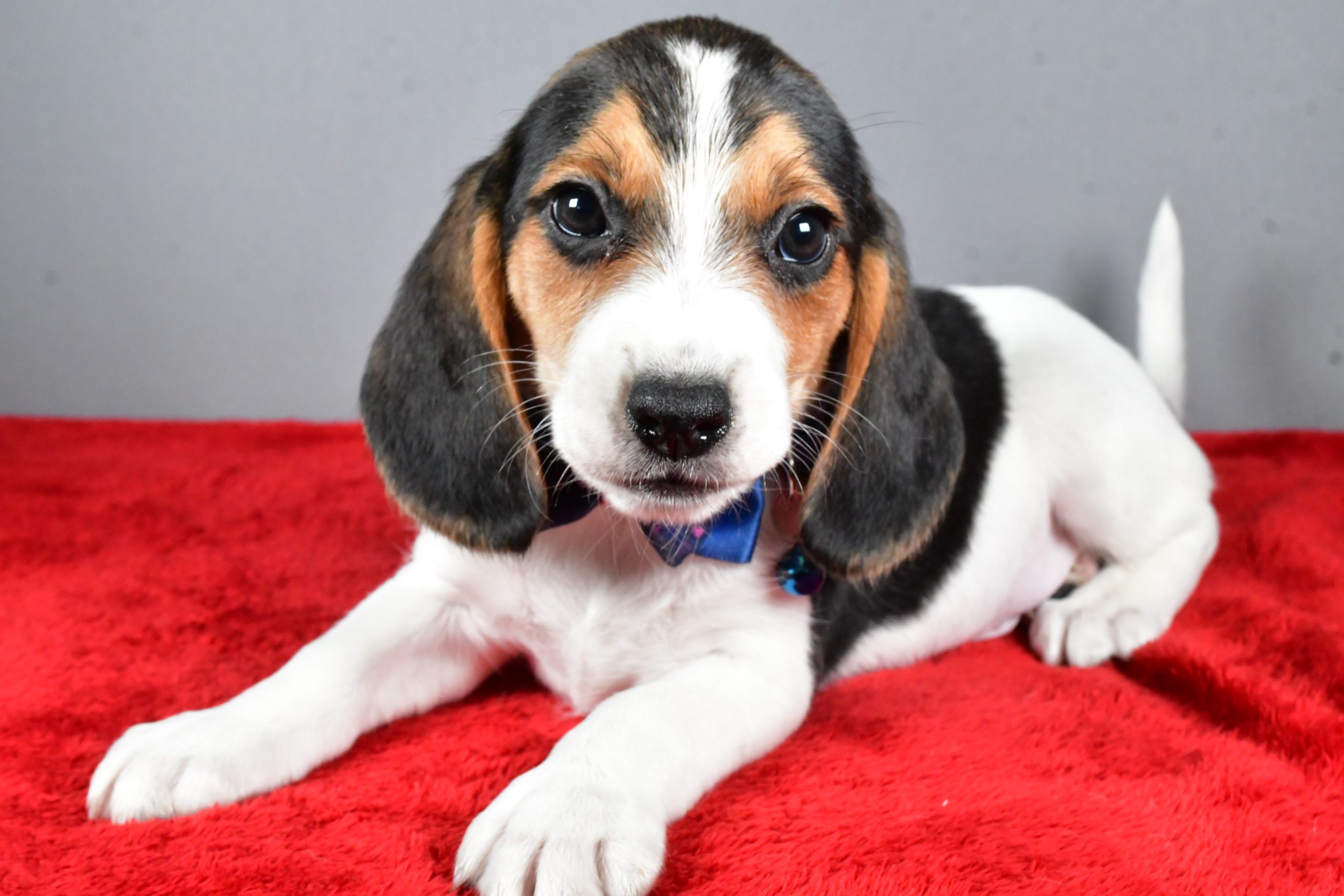 Mr. Jairo The Beagle - Image 6