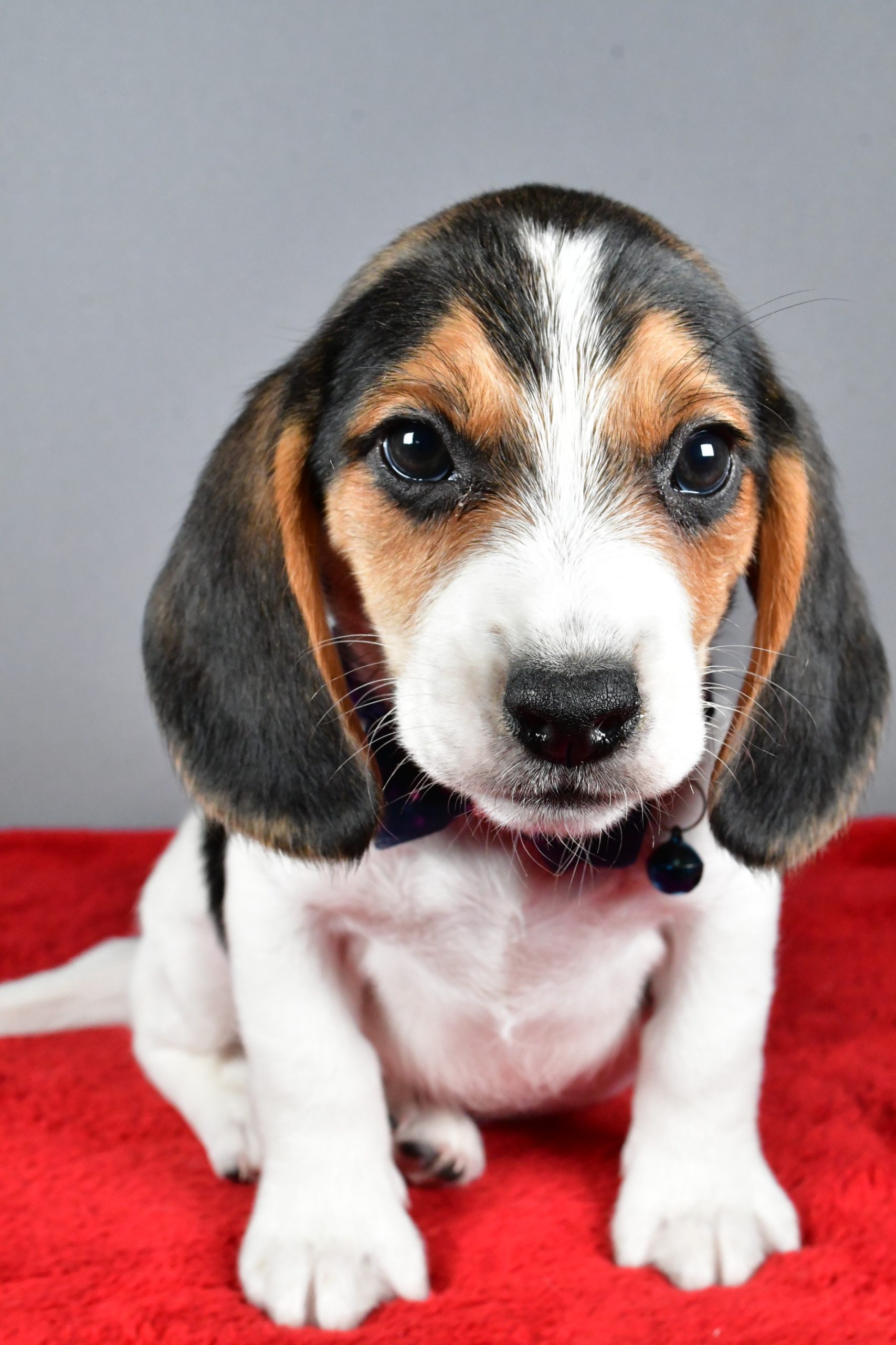 Mr. Jairo The Beagle