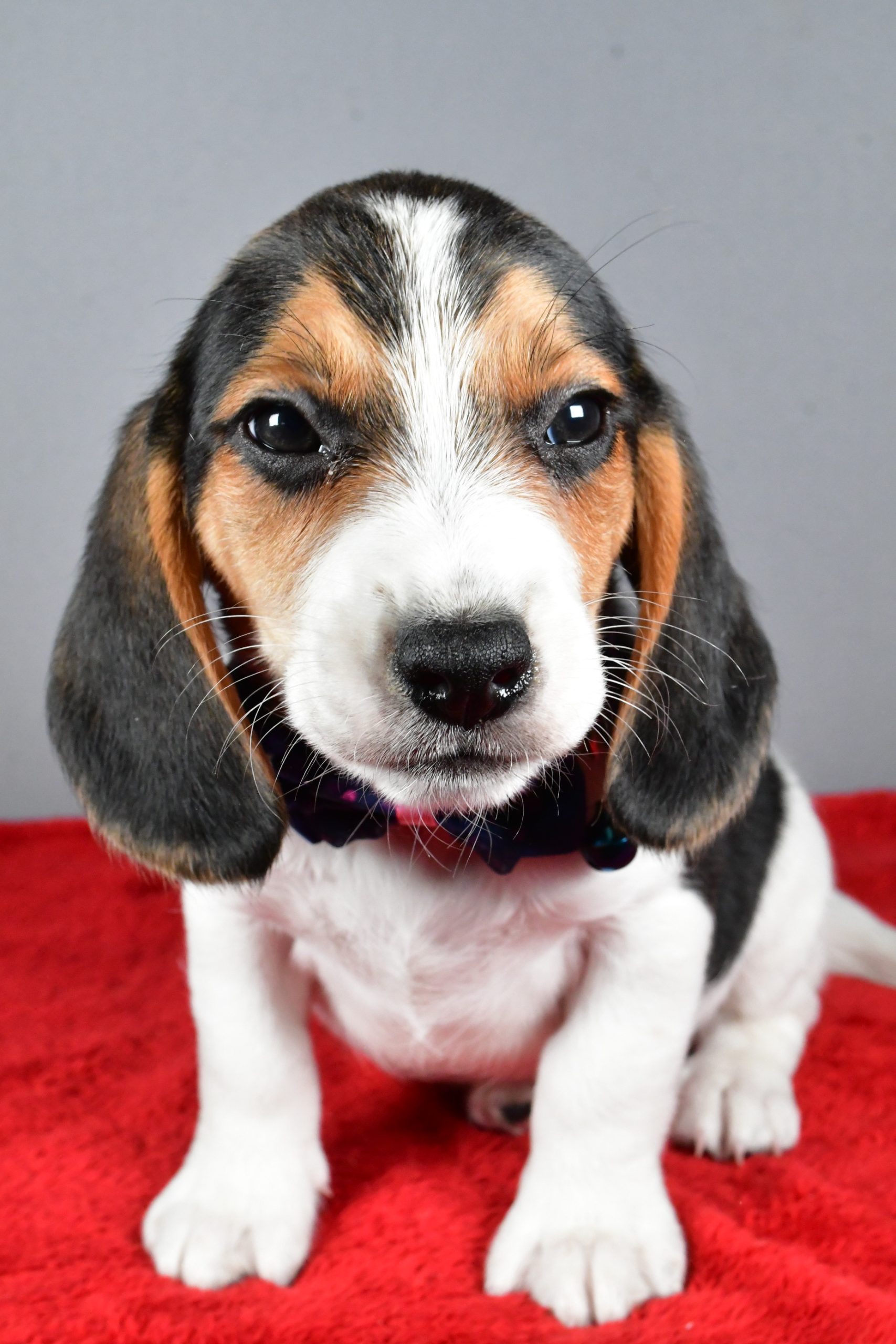 Mr. Jairo The Beagle - Image 2