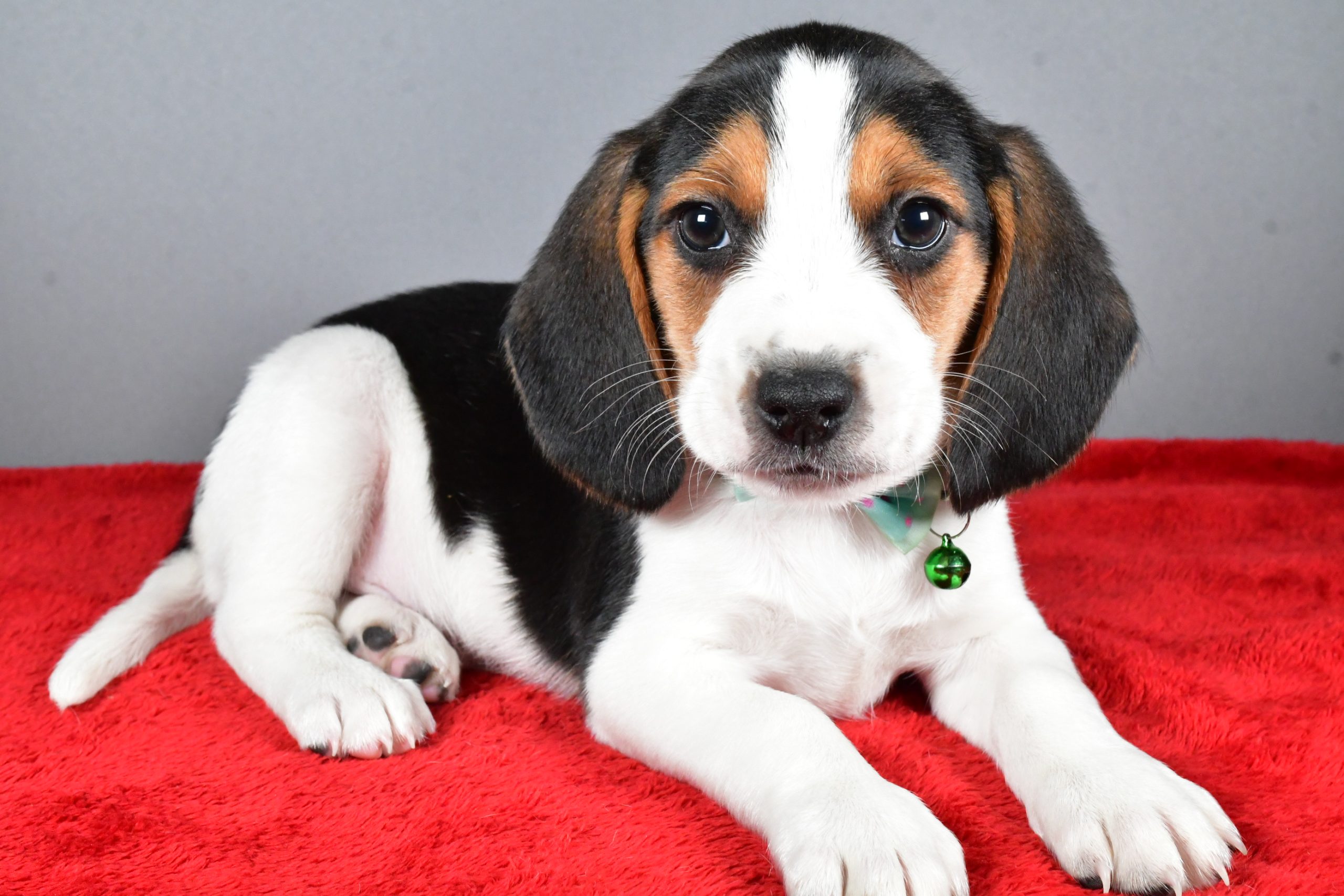 Mr. Jagger The Beagle - Image 6