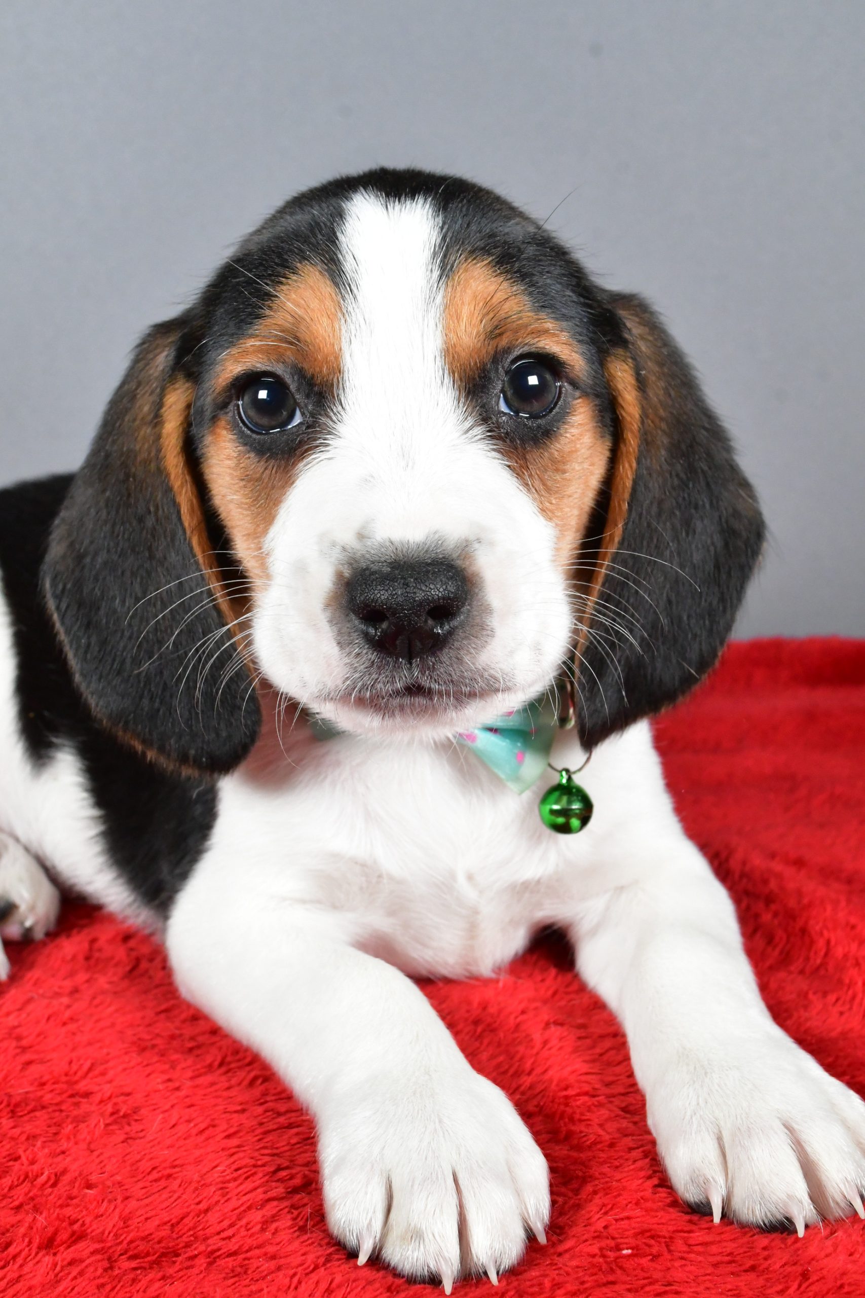 Mr. Jagger The Beagle - Image 5